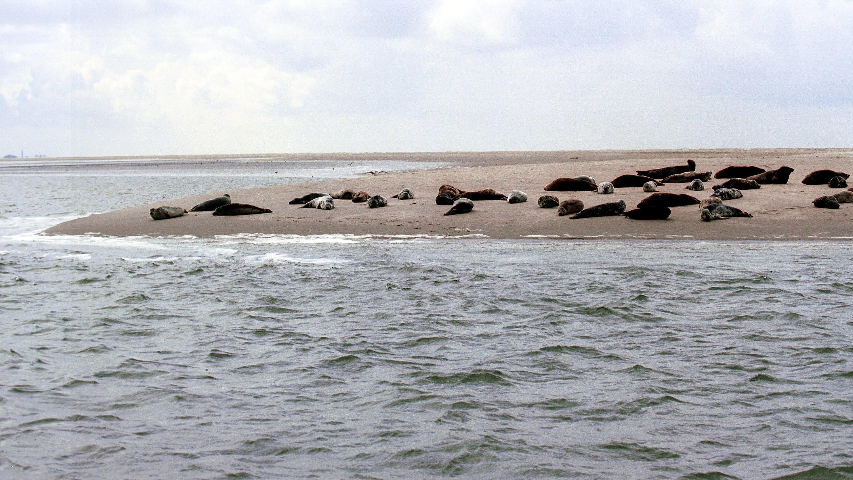 Erschütternde Botschaften der Wetter-Organisationen Seehundbänke im Naturschutzpark Wattenmeer