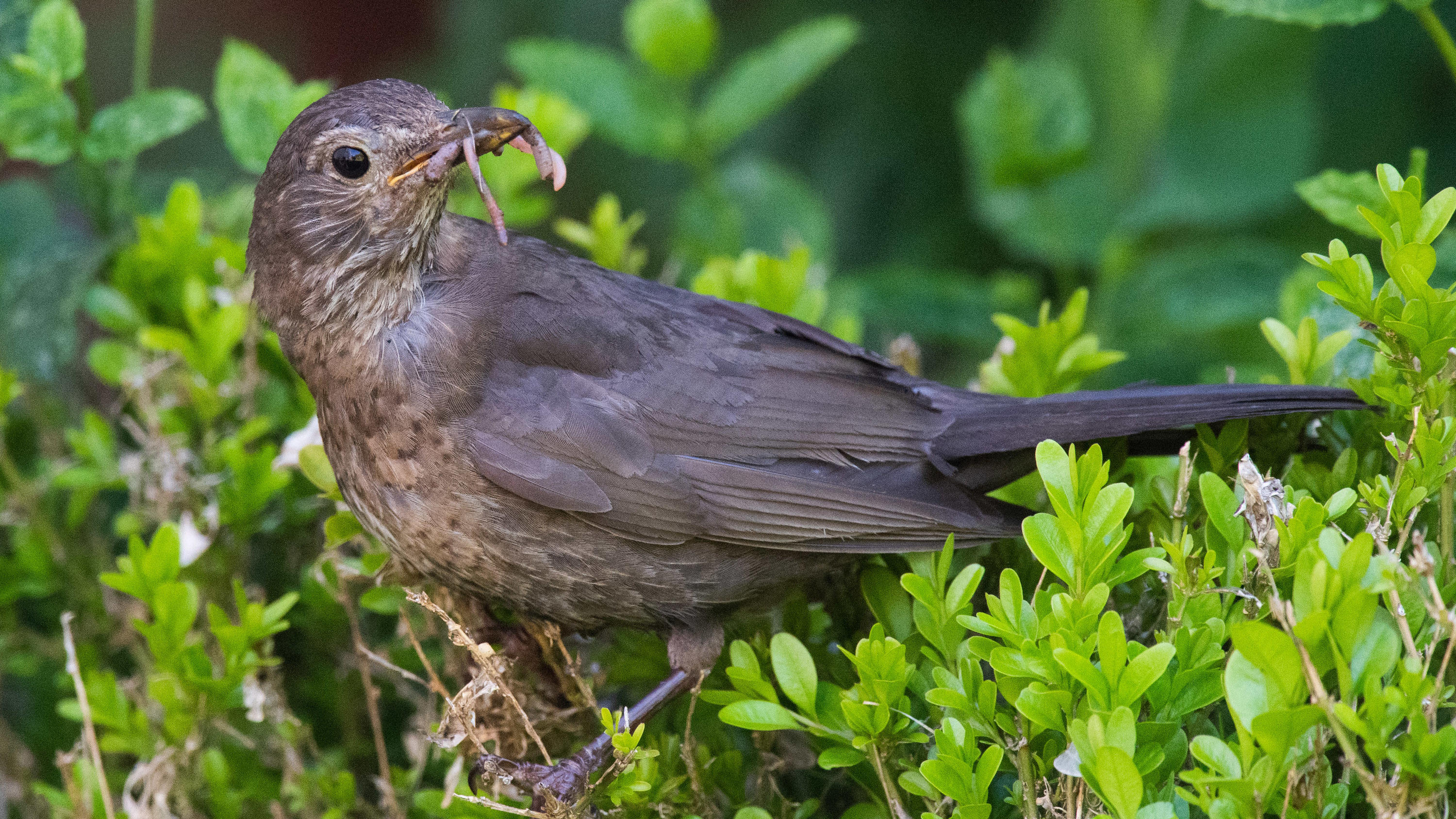 Mehr Vögel im Umfeld machen so glücklich wie eine Gehaltserhöhung ARCHIV - 21.07.2020, Niedersachsen, Laatzen: Eine Amsel sitzt mit Regenwürmern im Schnabel auf einer Hecke. (zu dpa «Amsel, Taube oder Spatz - Deutschland wählt den Supervogel») Foto: Julian Stratenschulte/dpa +++ dpa-Bildfunk +++