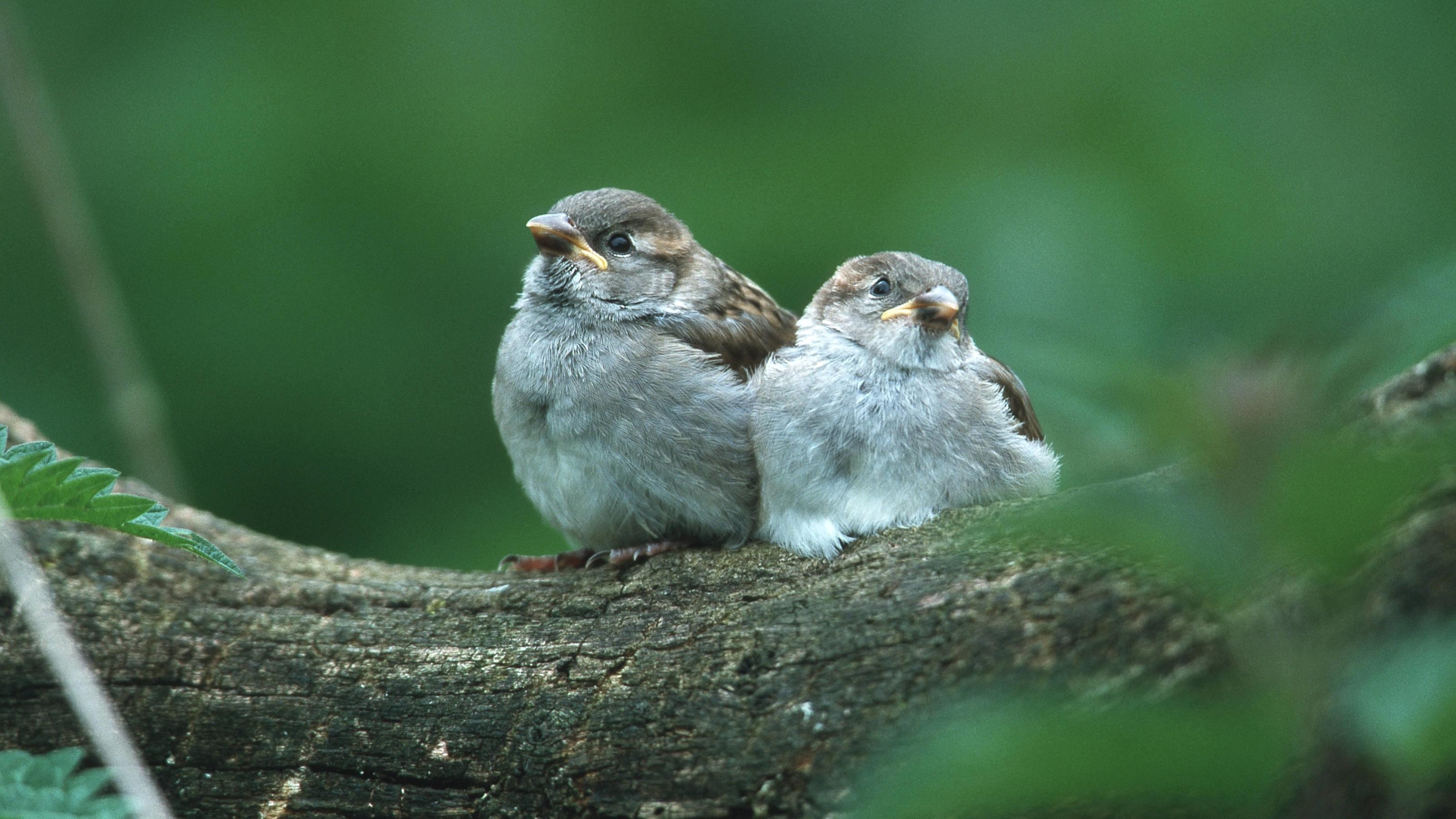 Mehr Vögel im Umfeld machen so glücklich wie eine Gehaltserhöhung Haussperling, Hausspatz (Passer domesticus), Deutschland | house sparrow (Passer domesticus), Germany | Verwendung weltweit