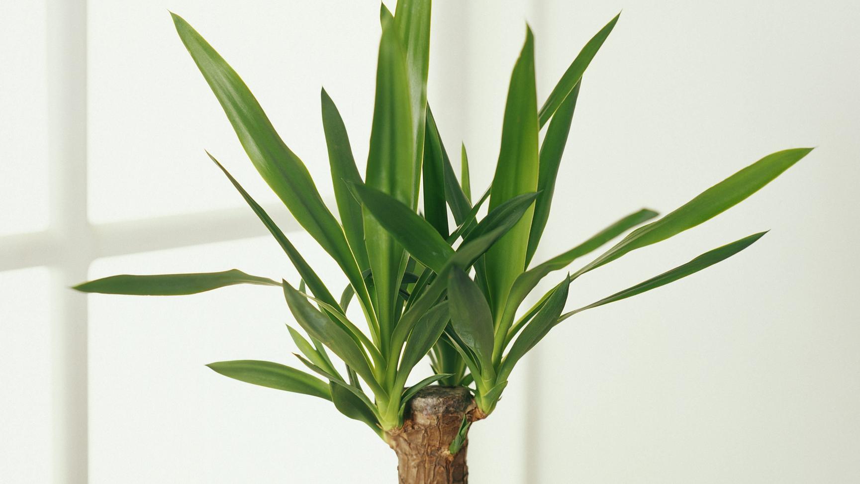 7 Zimmerpflanzen für Anfänger Yucca-Palme als Zimmerpflanze