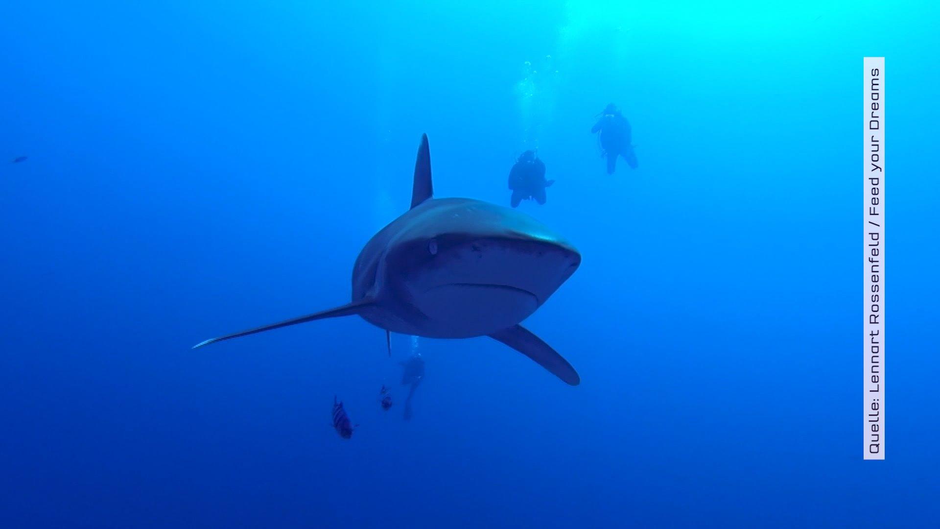 Auge in Auge mit Haien, Mantarochen und Co.: Lennart aus Oldenburg arbeitet als Unterwasserkameramann Ein Hai auf den Azoren, aufgenommen von Unterwasserkameramann Lennart Rossenfeld
