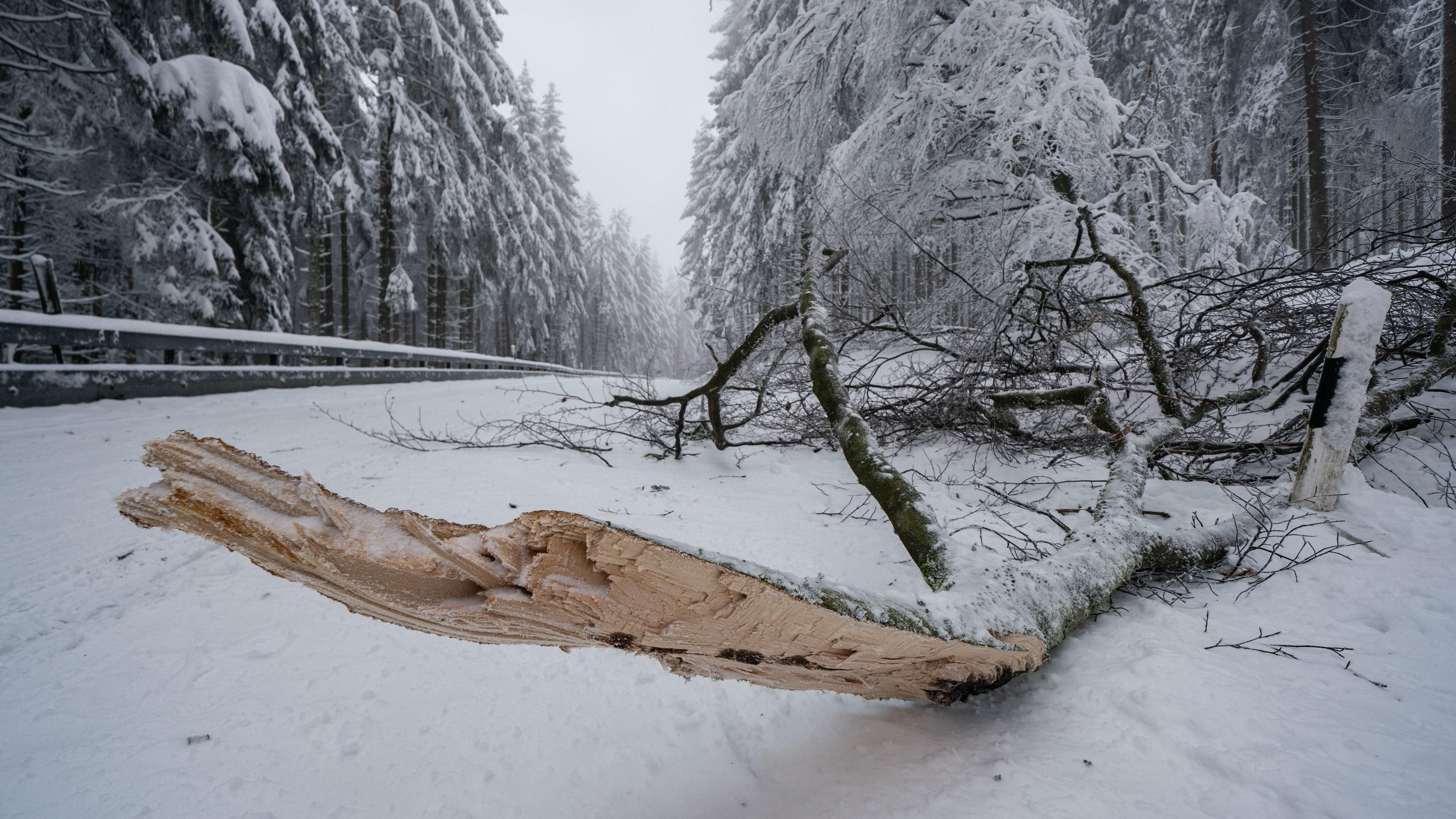 Nach starkem Schneefall: Frau von umstürzendem Baum getötet 03.01.2021, Hessen, Schmitten: Ein von der Schneelast umgestürzter Baum liegt auf der zugeschneiten und für den Verkehr gesperrten Zufahrtsstraße zum Großen Feldberg im Taunus. Foto: Frank Rumpenhorst/dpa +++ dpa-Bildfunk +++