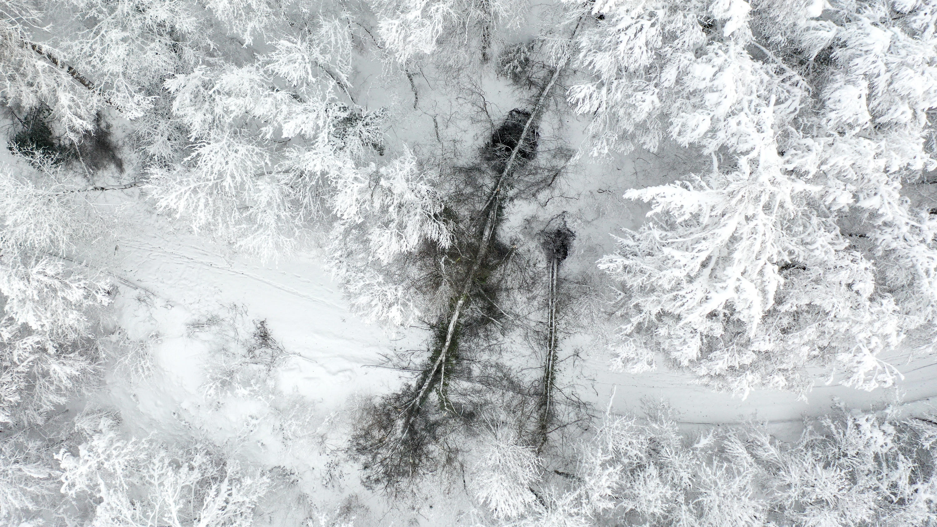 Nach starkem Schneefall: Frau von umstürzendem Baum getötet 15.01.2021, Baden-Württemberg, Ravensburg: Ein umgestürzter Baum blockiert den Zufahrtsweg zur Veitsburg (Aufnahme mit Drohne). Vielerorts kam es in Oberschwaben zu Schneebruch. Foto: Felix Kästle/dpa +++ dpa-Bildfunk +++