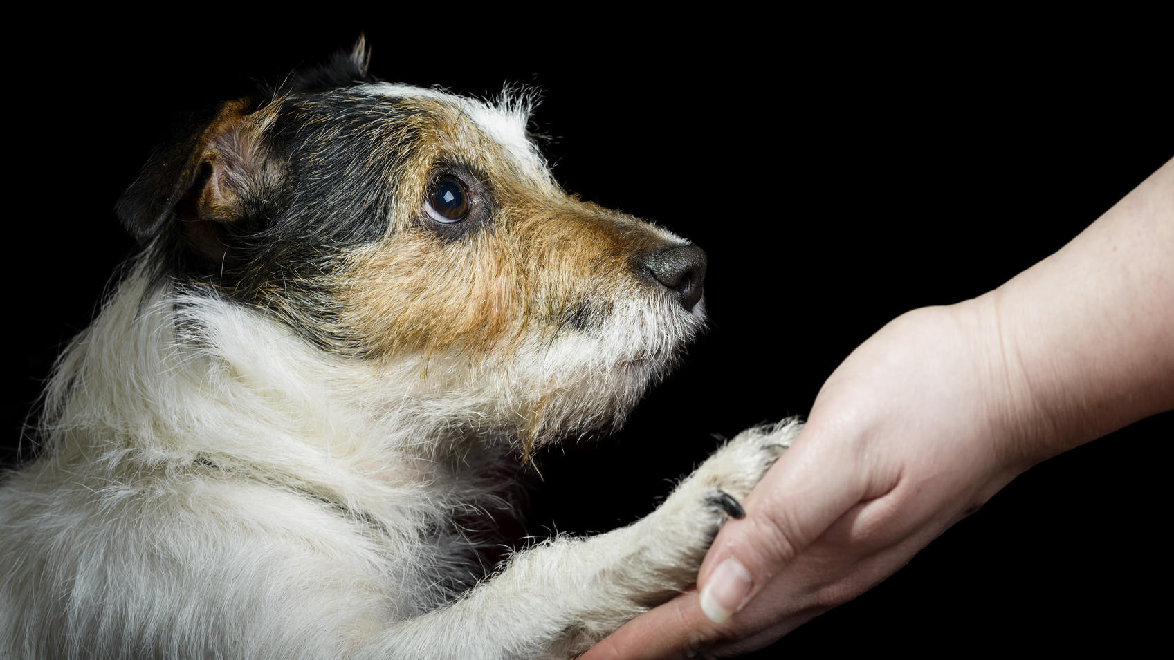 Gib Pfötchen! Aber warum machen Hunde das wirklich? Dog pressing his paw against a woman hand