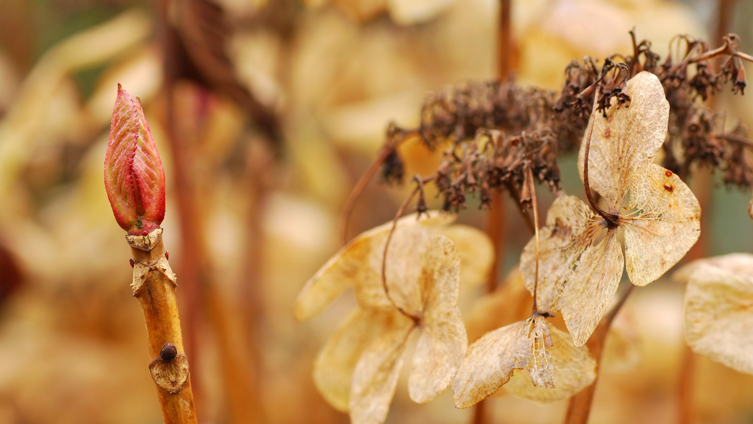 Garten im Januar - das ist jetzt zu tun Hydrangea development of a new bud. In the background the old dried up plant.Macro picture in wintertime.Latin name: Hydrangeaceae