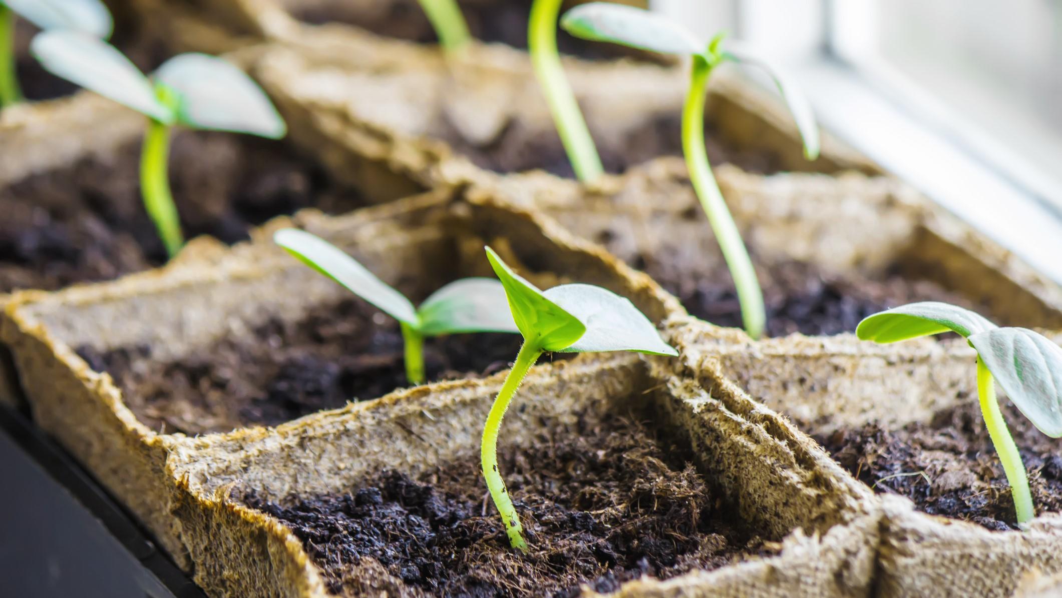 Garten im Januar - das ist jetzt zu tun Seedlings in cups. Selective focus. nature plants.
