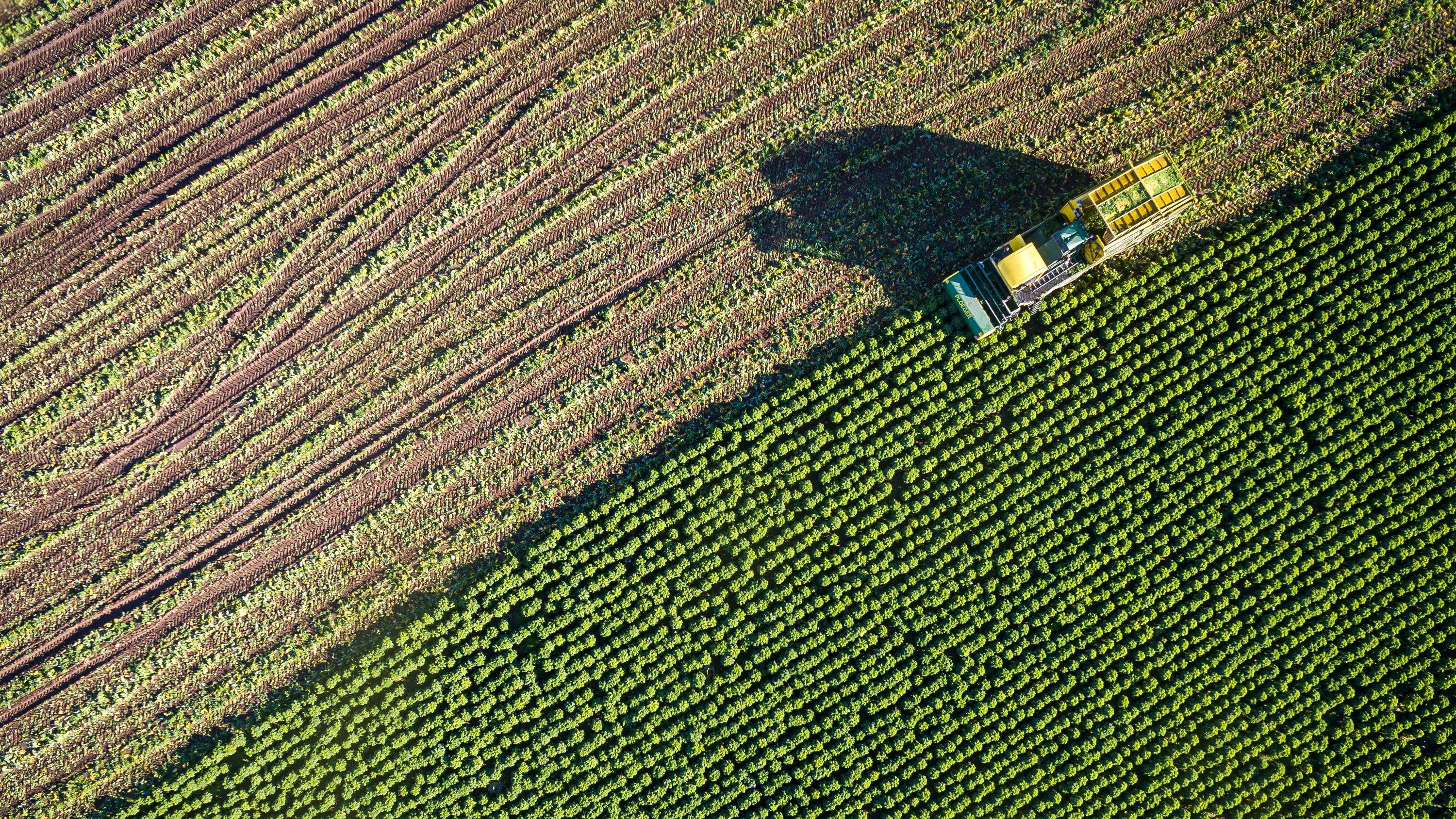 Kein heißer Sommer - sagen die Bauernregeln ARCHIV - 21.10.2020, Niedersachsen, Cappeln: Grünkohl wird auf einem Feld geerntet (Luftaufnahme mit einer Drohne).
