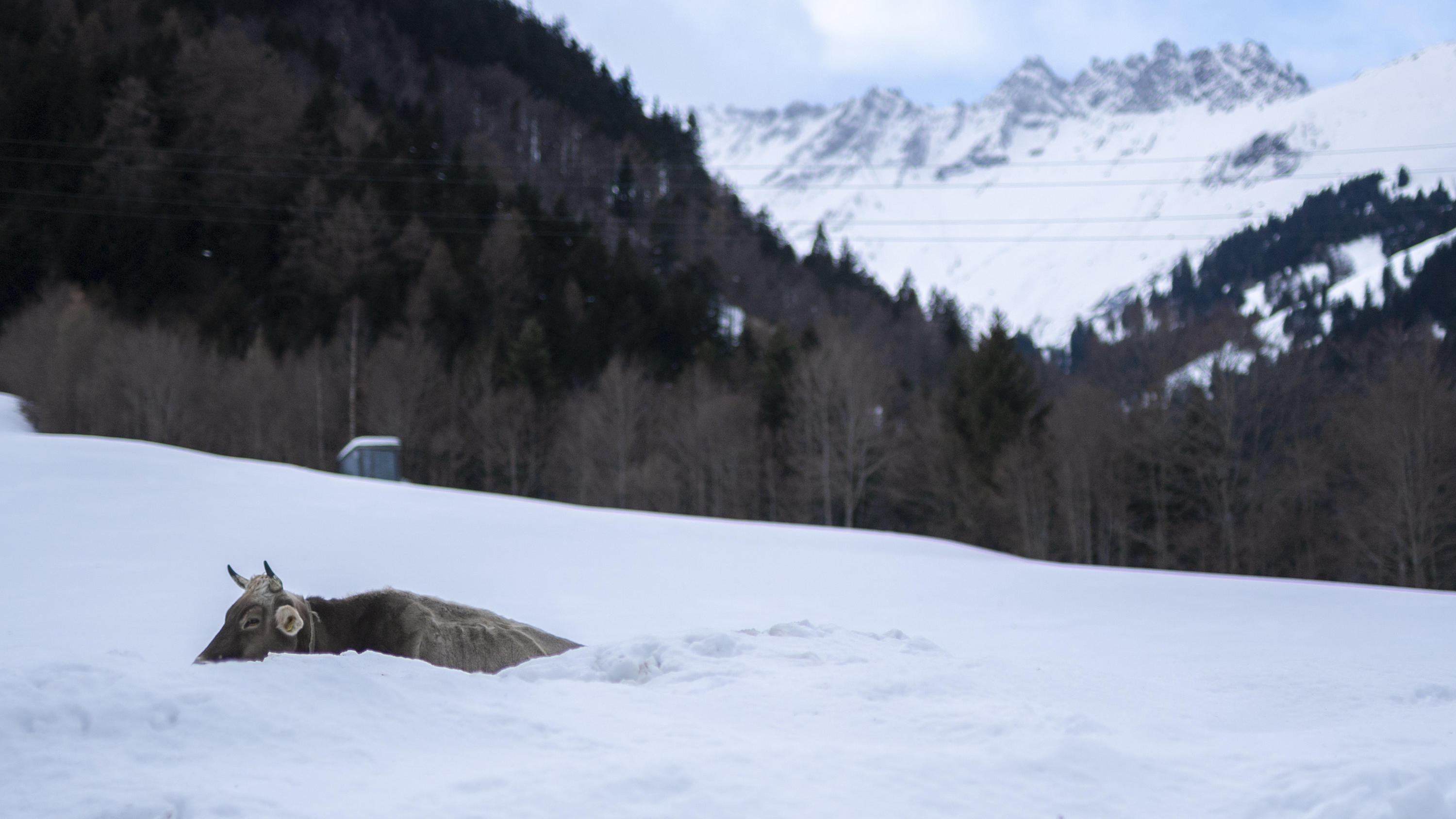 Wetter am Wochenende: Schnee und Glatteis am Sonntag bis ins Flachland Schweiz, Vasön: Eine Kuh geht auf einem Hügel zwischen hoch aufgetürmtem Schnee hindurch. In St. Gallen fiel in den letzten Tagen Rekordmengen an Schnee. Foto: Gian Ehrenzeller/KEYSTONE/dpa +++ dpa-Bildfunk +++