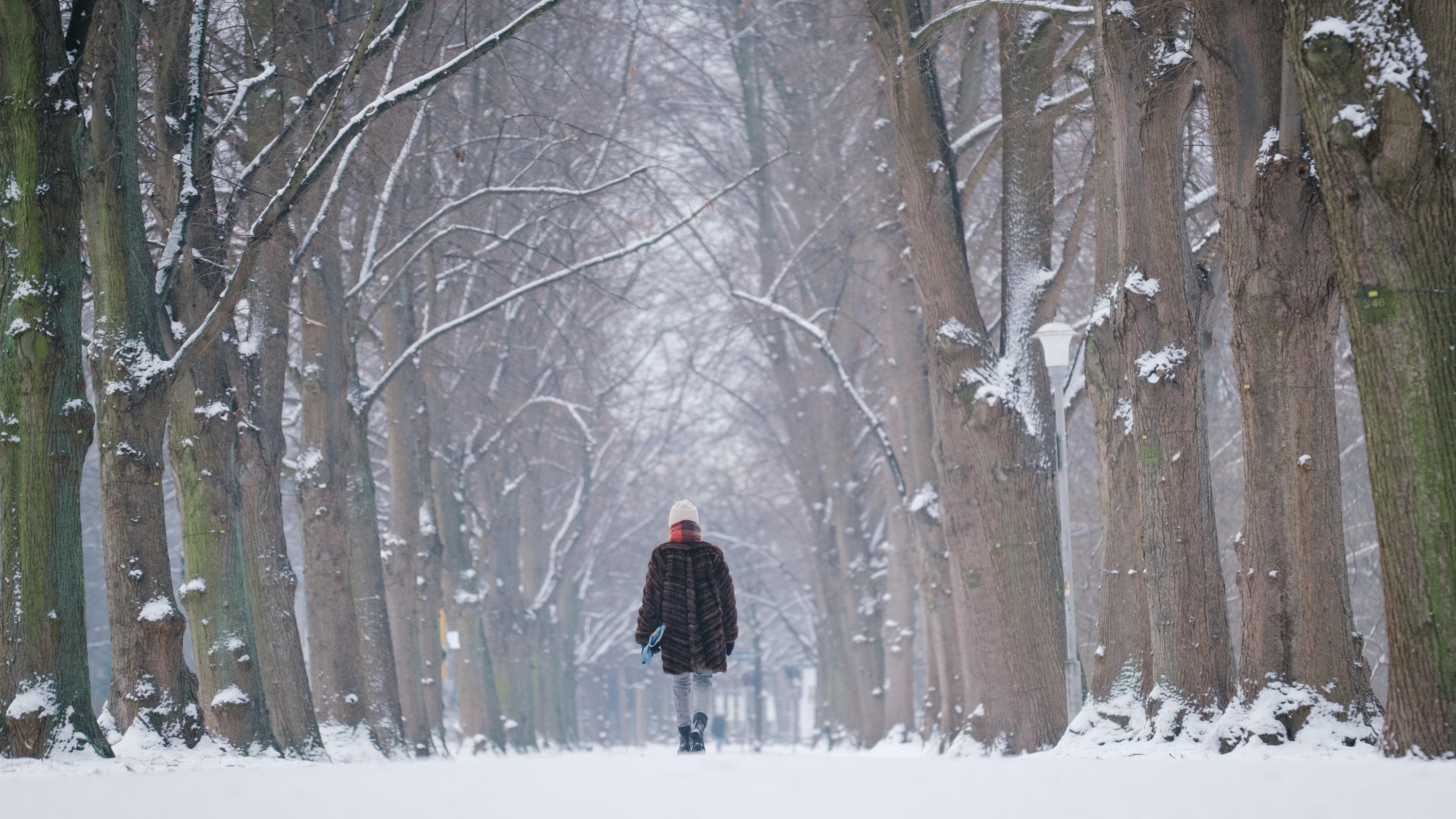 Schneetief wird zum Blizzard: Meterhohe Schneeverwehungen 01.02.2021, Niedersachsen, Hannover: Eine Frau spaziert durch eine mit Schnee bedeckte Allee am Ufer des Maschsees. Foto: Ole Spata/dpa +++ dpa-Bildfunk +++