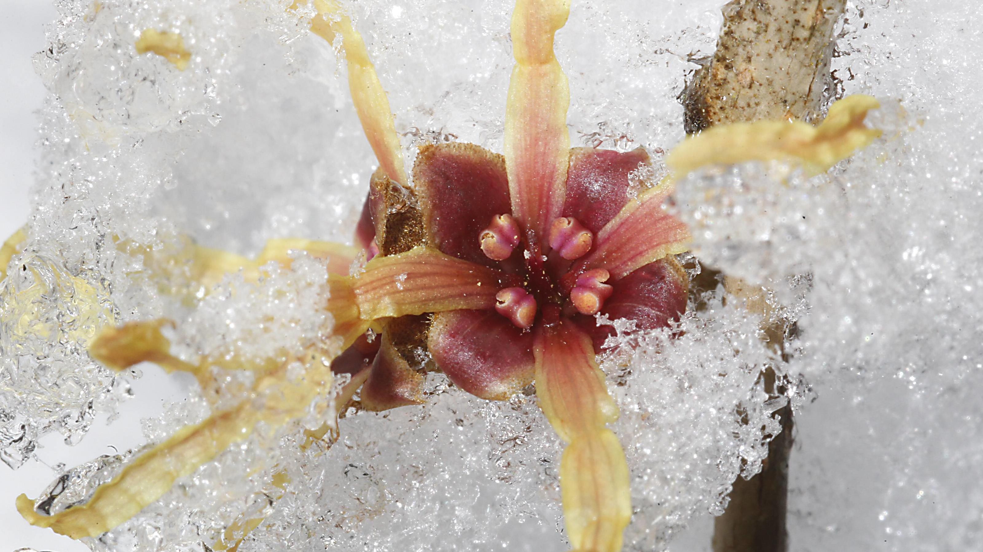 Polarwirbel im März 2021: Der späte Wintereinbruch in Lauerstellung 19.03.2013 ewiger Winter Märzwinter Schnee Kälte Wetter morgen Frühlingsanfang Foto: Bäume Sträucher im Weiß Botanischer Garten Blüte Hamamelis Zaubernuß