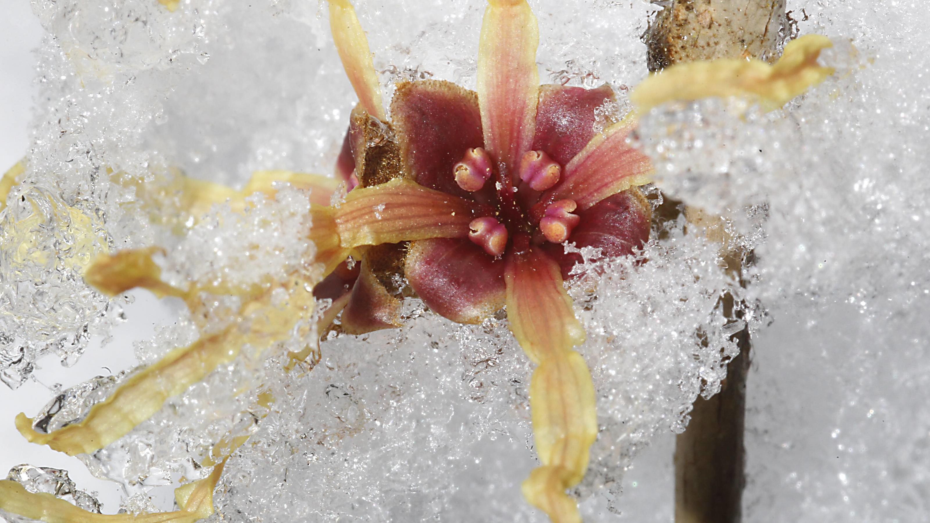 Polarwirbel 2021: Das sind die Folgen seiner Erholung 19.03.2013 ewiger Winter Märzwinter Schnee Kälte Wetter morgen Frühlingsanfang Foto: Bäume Sträucher im Weiß Botanischer Garten Blüte Hamamelis Zaubernuß