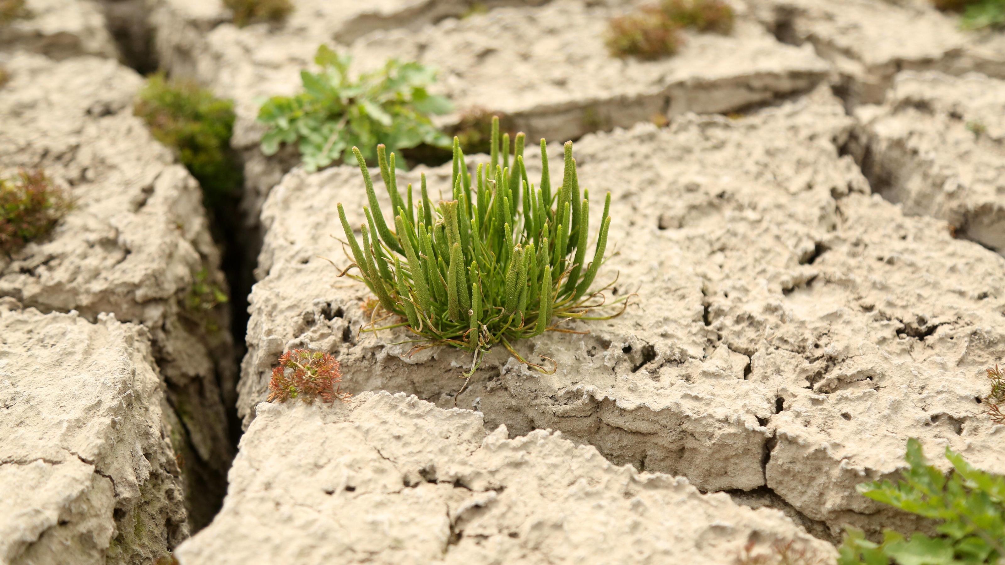 Wir steuern auf eine neue Dürre im Frühling 2021 zu Wird das Frühjahr 2021 zu trocken?