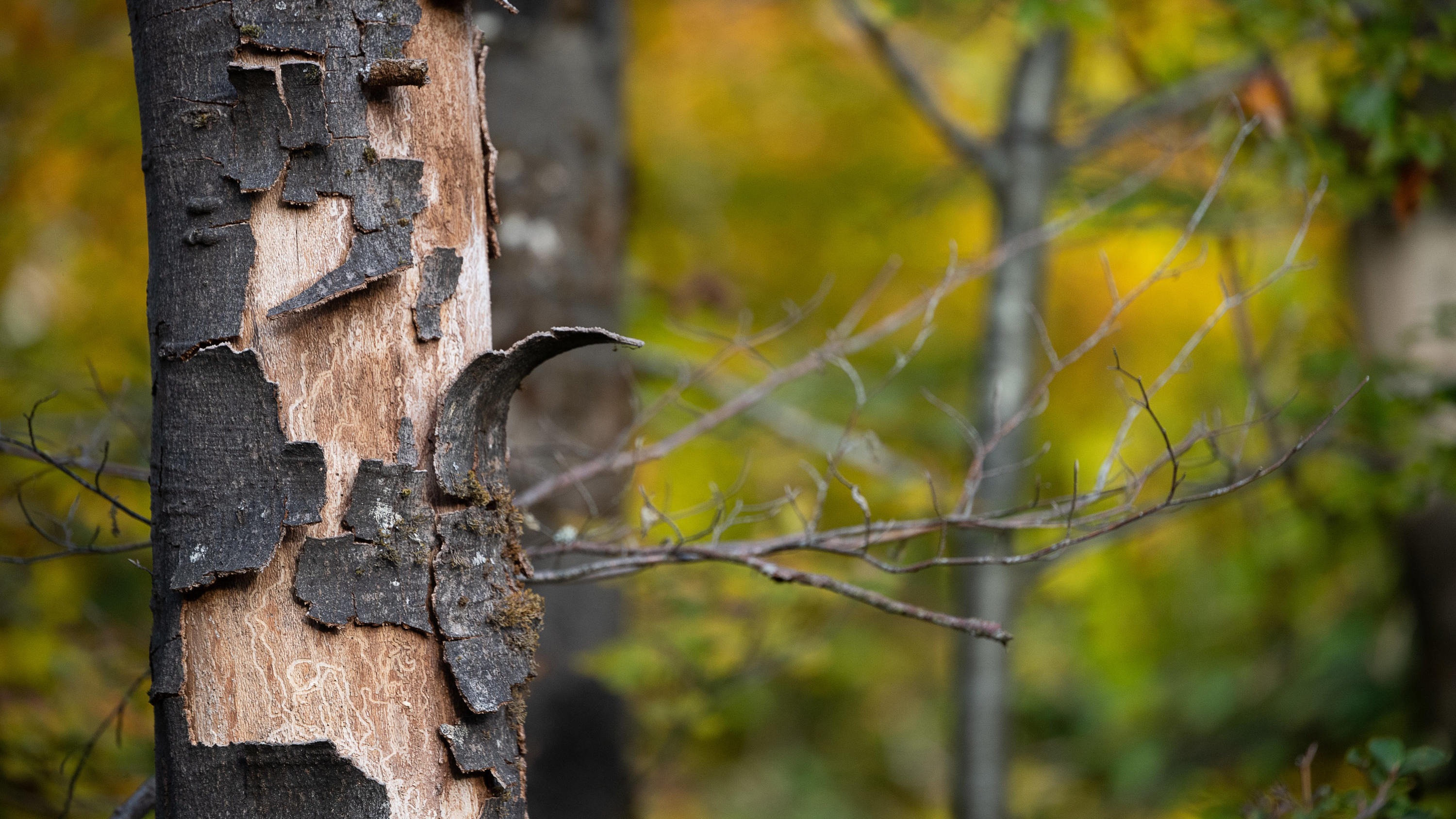 Waldzustandsbericht 2020: Unser Wald ist so krank wie noch nie 21.10.2020, Baden-Württemberg, Tübingen: Die Rinde einer abgestorbenen Buche blättert ab. Am 22. Oktober 2020 wird der Waldzustandsbericht 2020 für Baden-Württemberg vorgestellt. Foto: Sebastian Gollnow/dpa +++ dpa-Bildfunk +++
