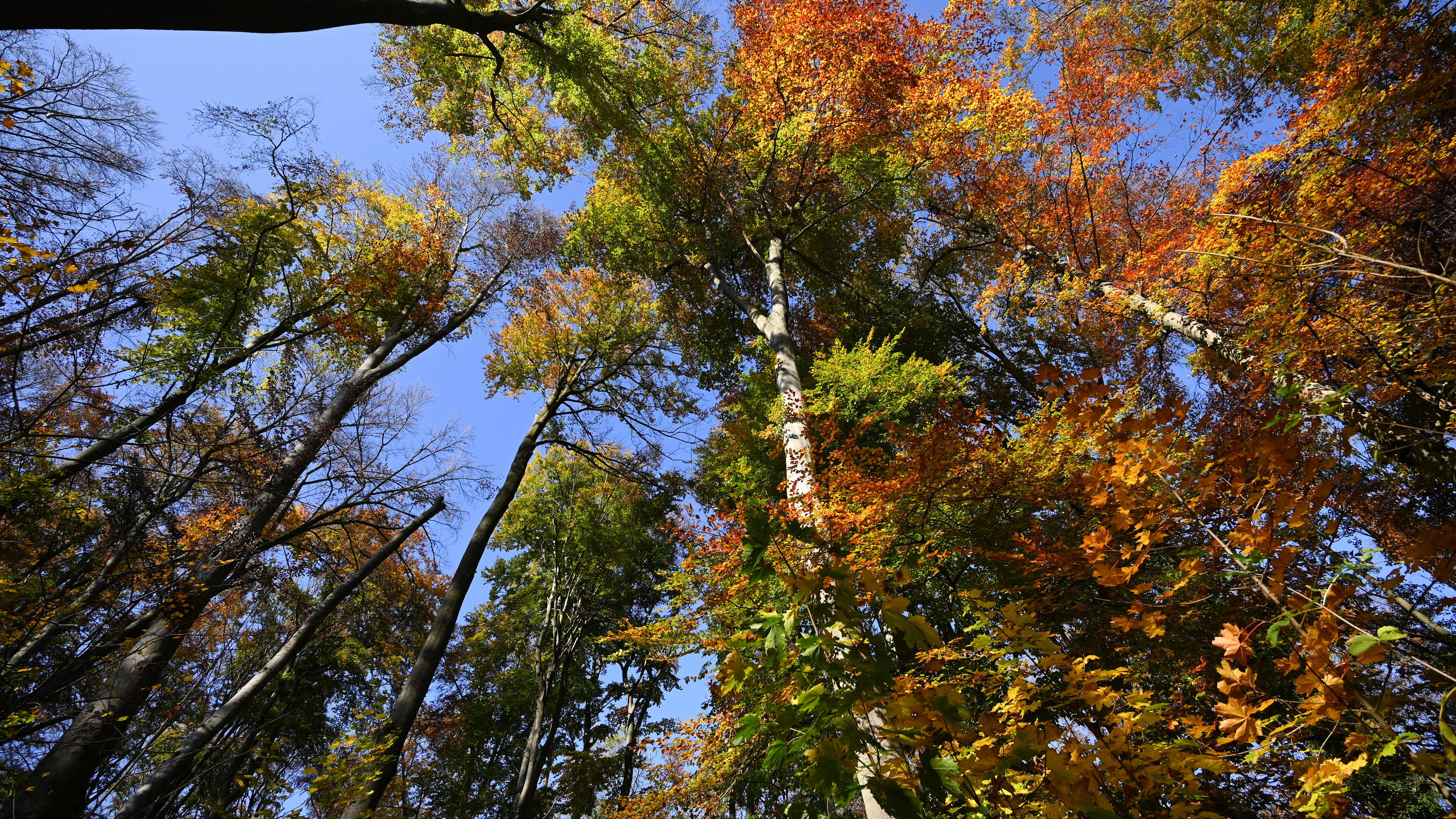 Waldzustandsbericht 2020: Unser Wald ist so krank wie noch nie Der deutsche Wald ist krank, sagt die Waldzustandserhebung vom Bundesministerium für Ernährung und Landwirtschaf