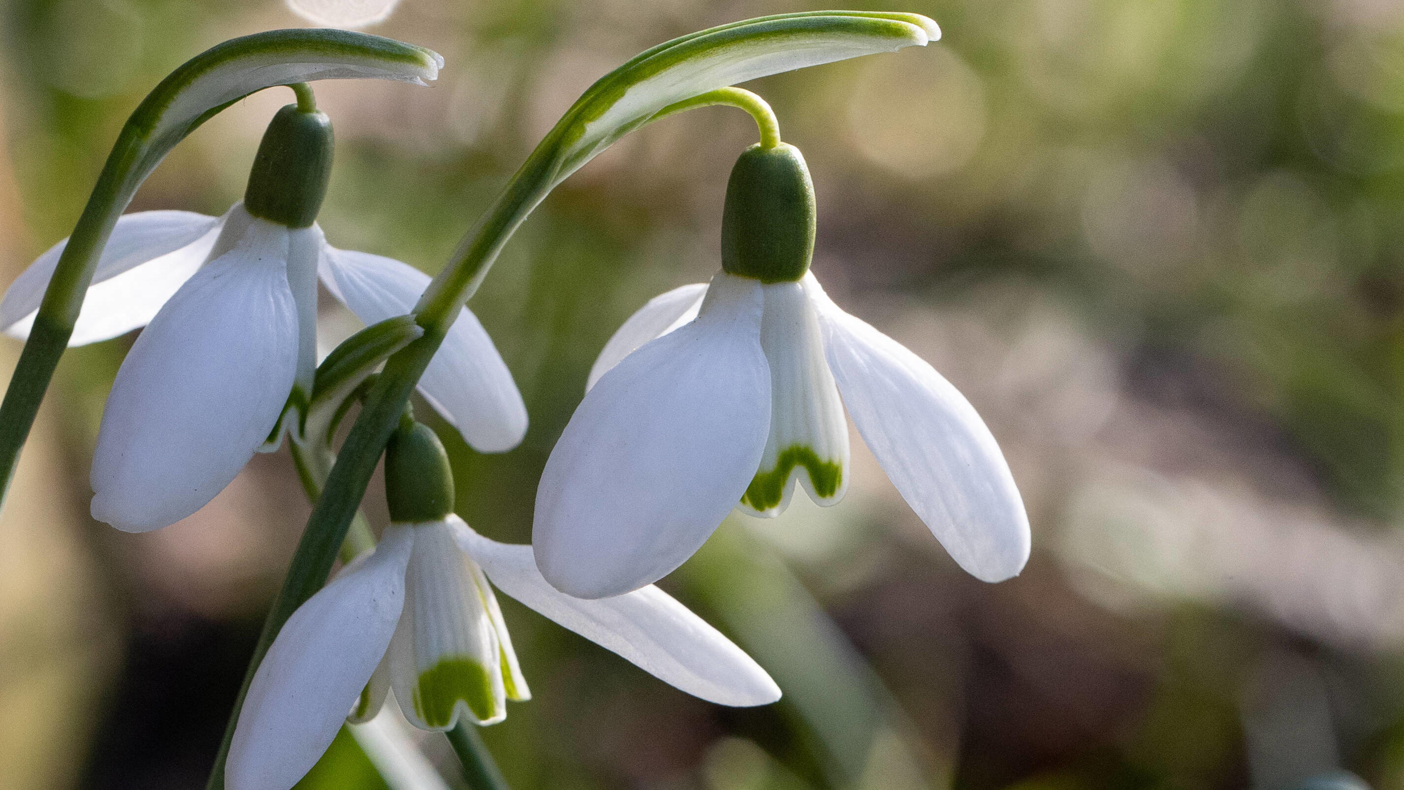 Die wichtigsten Änderungen zum März 2021 Niedersachsen, Hannover, 20.02.2021, Frühlingsgefühle bei 17 Grad und Sonnenschein, die ersten Bienen sind unterwegs, Wetter, Frühling, Blumen, Schneeglöckchen, Biene, *** Lower Saxony, Hannover, 20 02 2021, spring fever at 17 degrees and sunshine,