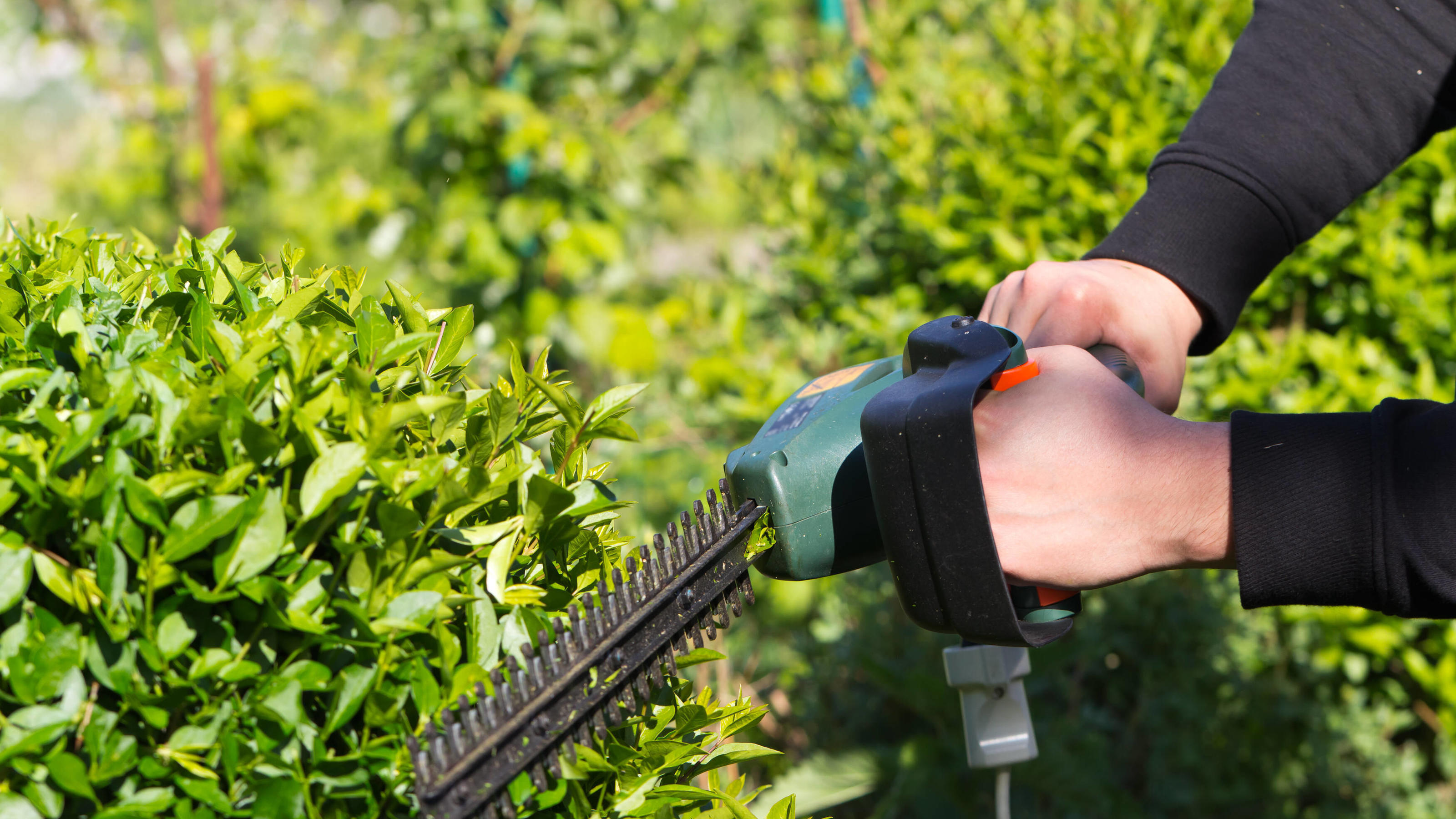 Die wichtigsten Änderungen zum März 2021 gartenarbeit,heckenschere,heckenschnitt *** gardening,hedge clippers,hedge trimming iau-hg0