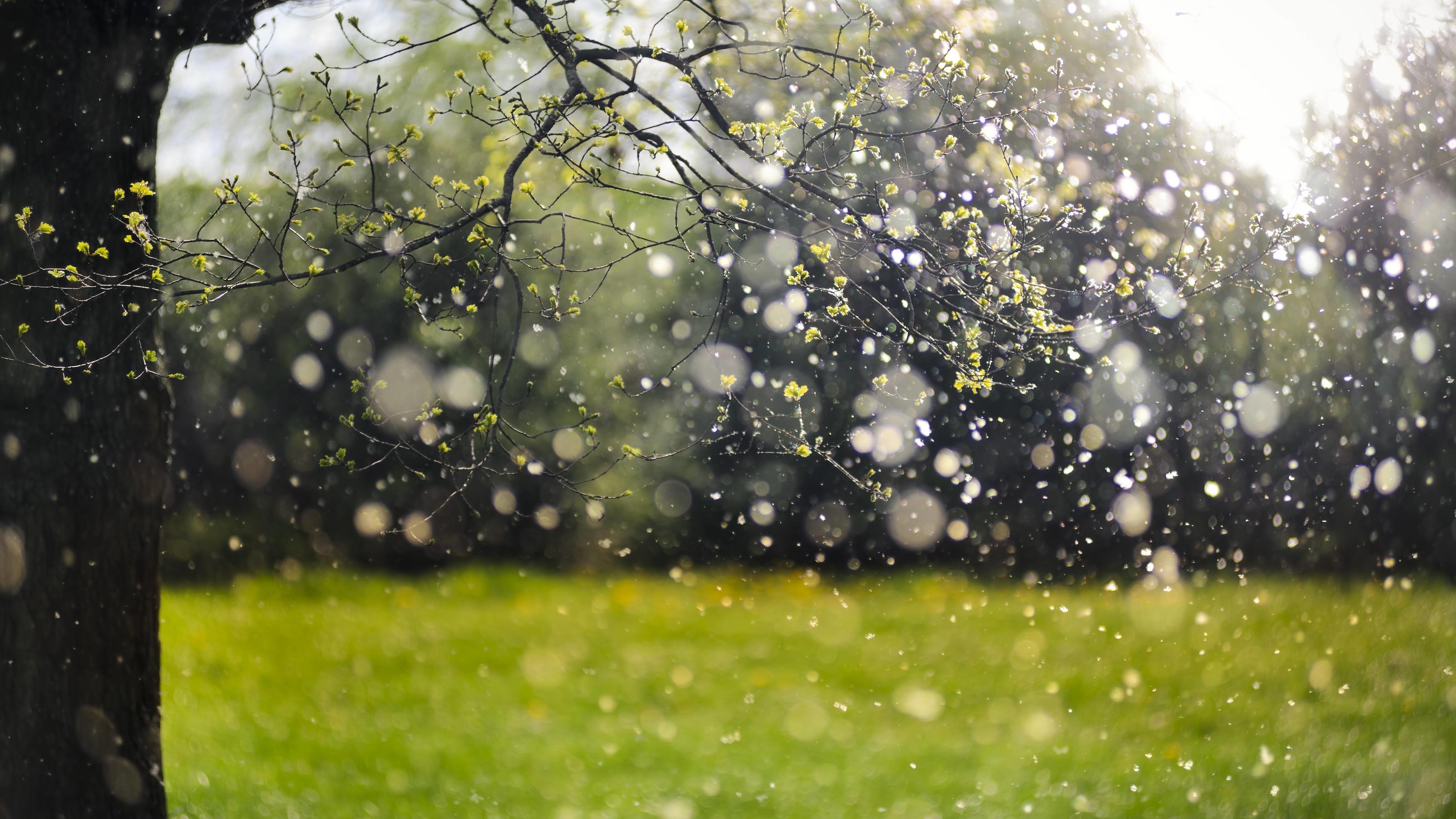 Wetter macht langsam auf Frühling: Mehr Sonne und steigende Temperaturen Pollenflug von Pappeln