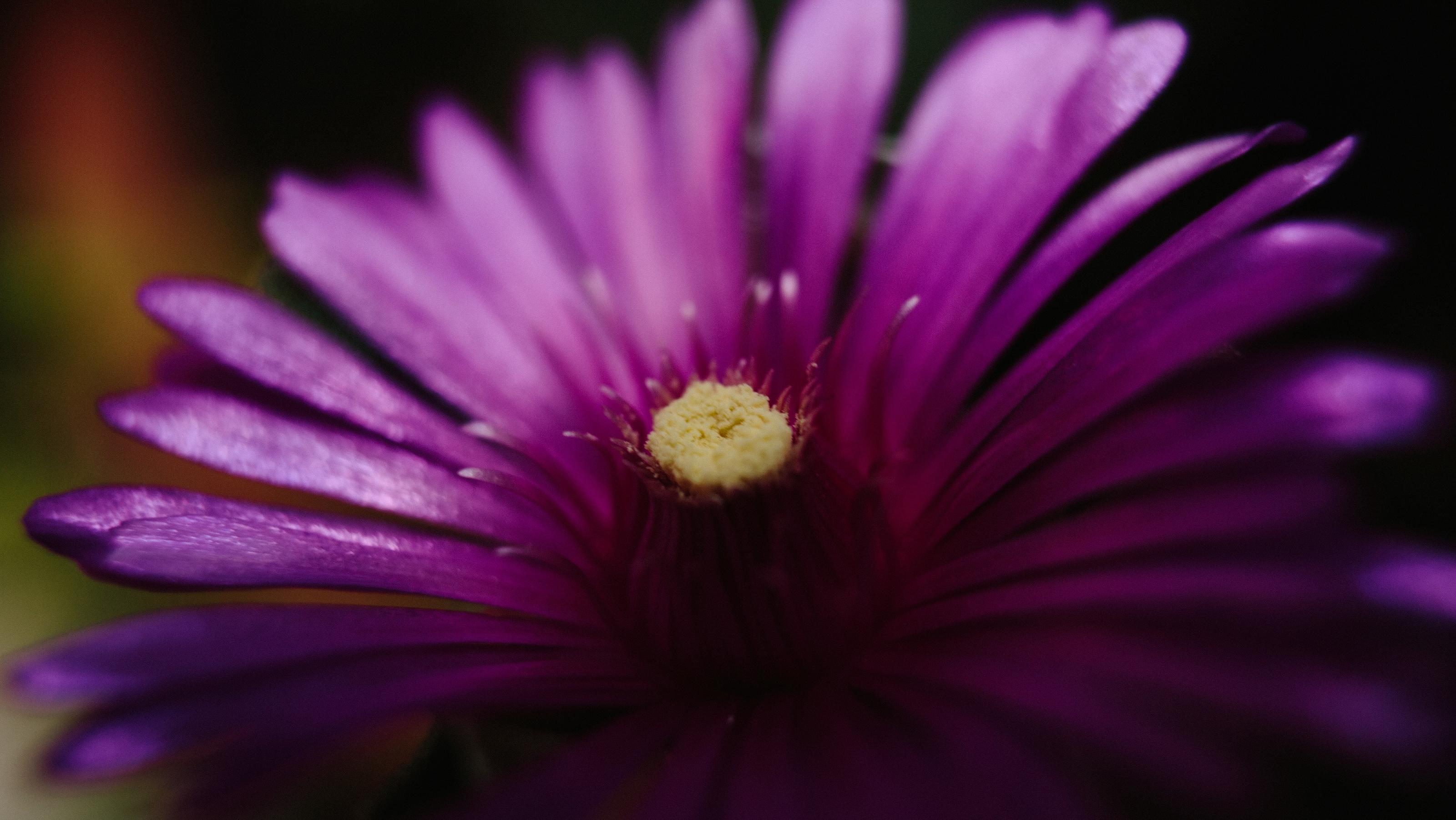Hoffnungsvolle Studie zum Klimawandel: Schlaue Pflanze ändert ihr Verhalten Flower of Drosanthemum hispidum or Jovibarba