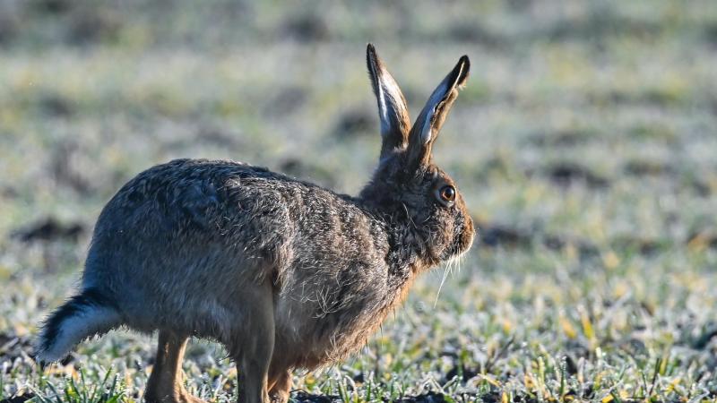 Für Menschen gefährlich: Neuer Hasenpest-Fall in NRW Feldhase im Oderbruch