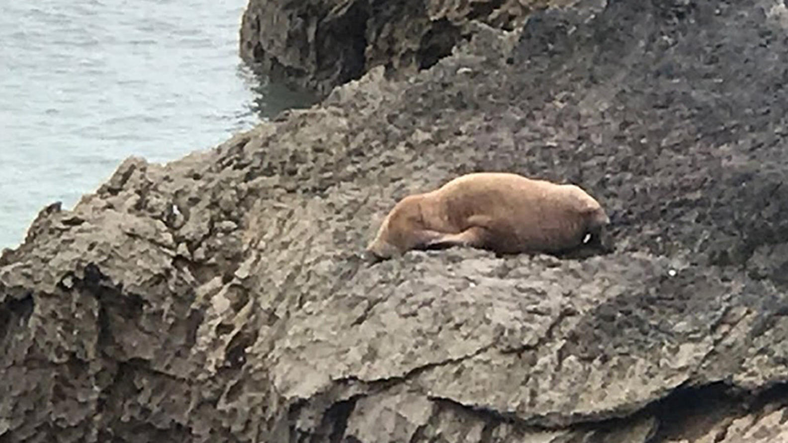Walross aus der Arktis an der Küste von Wales gesichtet Dieses von der Royal Society for the Prevention of Cruelty to Animals ((RSPCA) zur Verfügung gestellte undatierte Foto zeigt ein arktisches Walrosses, das vor der Küste von Pembrokeshire gesichtet wurde.