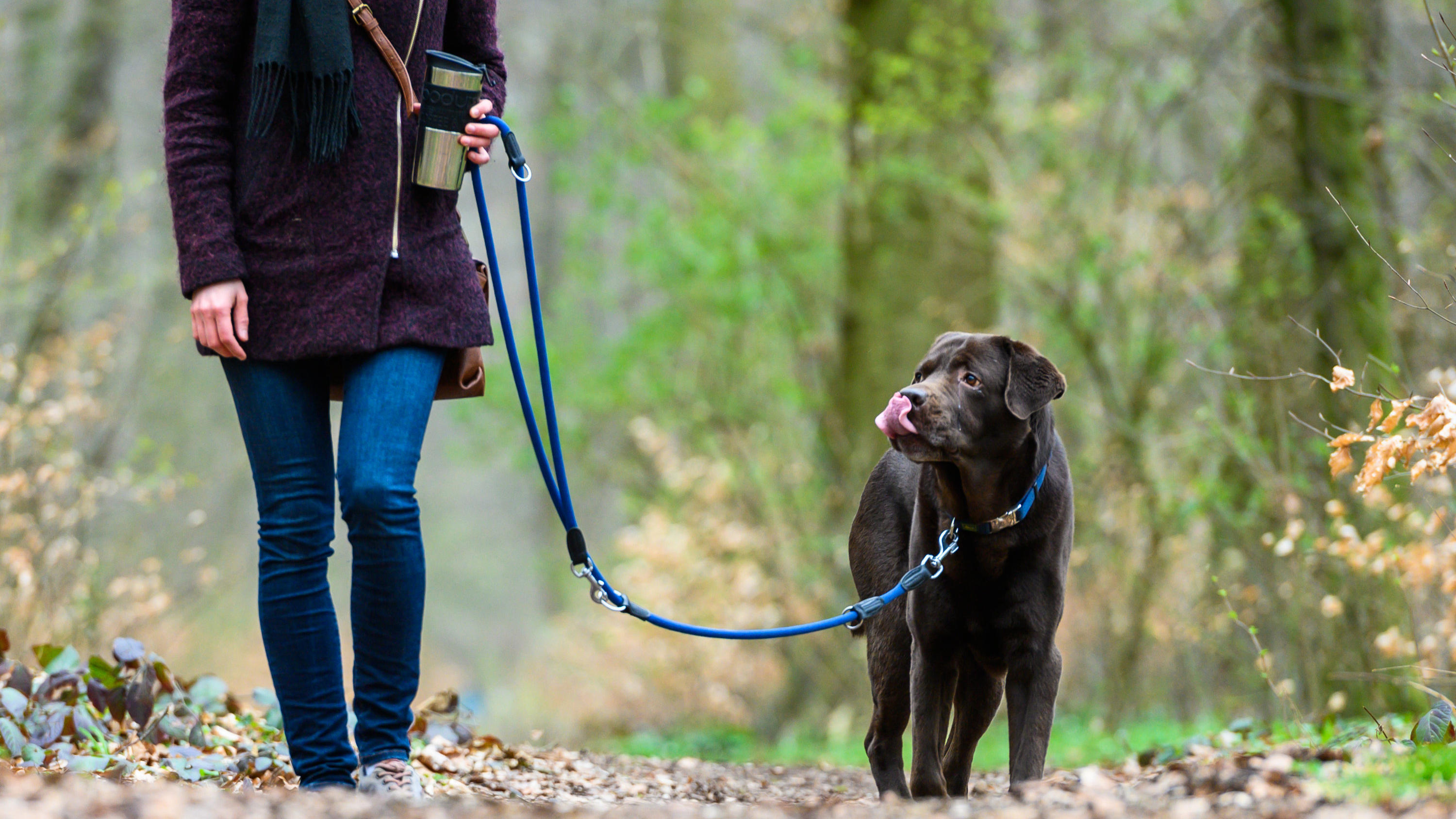 Die Auwaldzecke kann Hundemalaria auslösen ARCHIV - 26.03.2019, Niedersachsen, Hannover: Eine Frau geht mit einem Hund an der Leine spazieren (zu dpa «Osterspaziergänge während der Brutzeit: Hunde an die Leine»). Foto: Christophe Gateau/dpa +++ dpa-Bildfunk +++