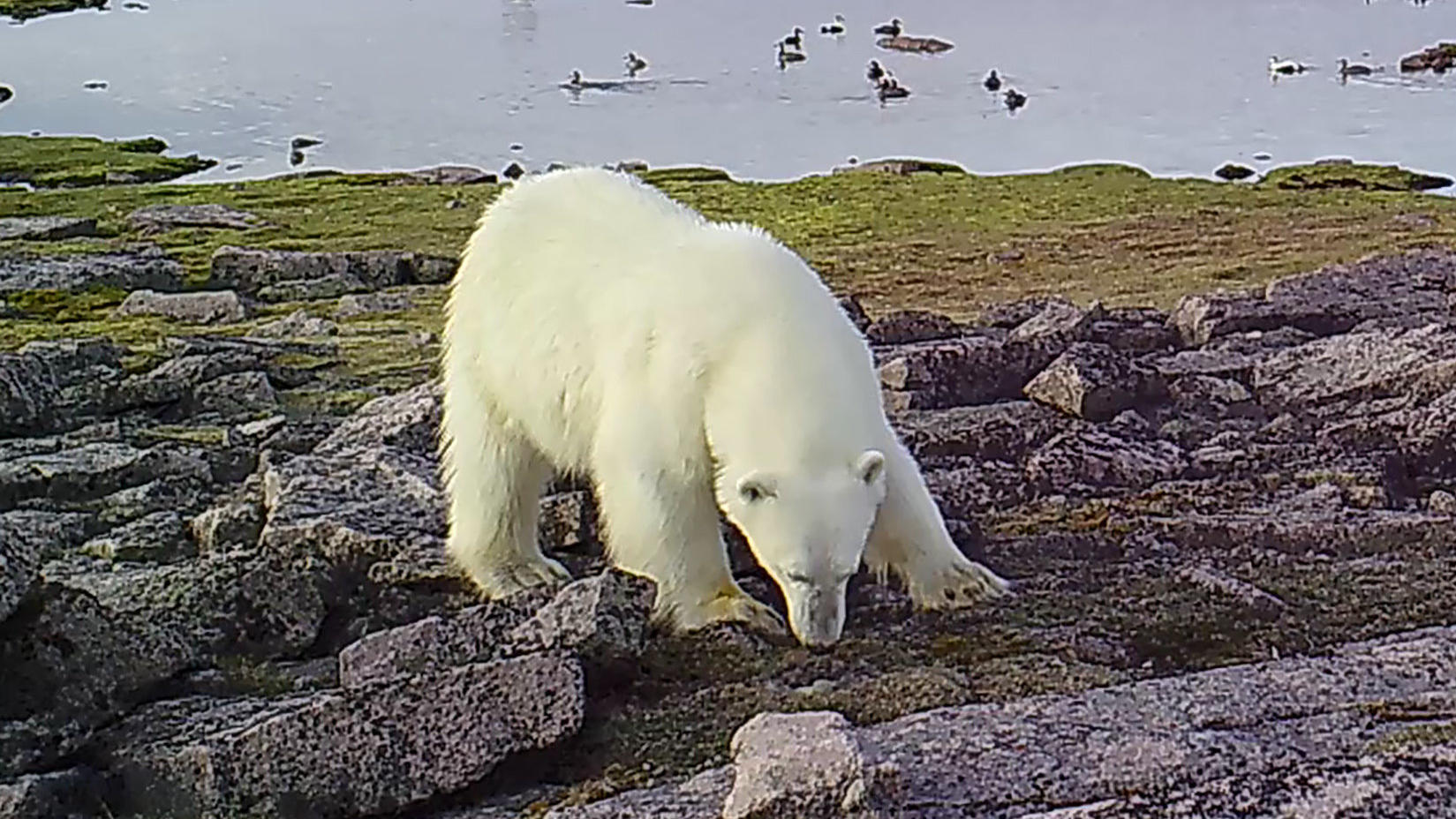 Wegen Klimawandel in der Arktis: Eisbären werden zu Eierdieben Eisbären werden im Klimawandel zu Eierdieben