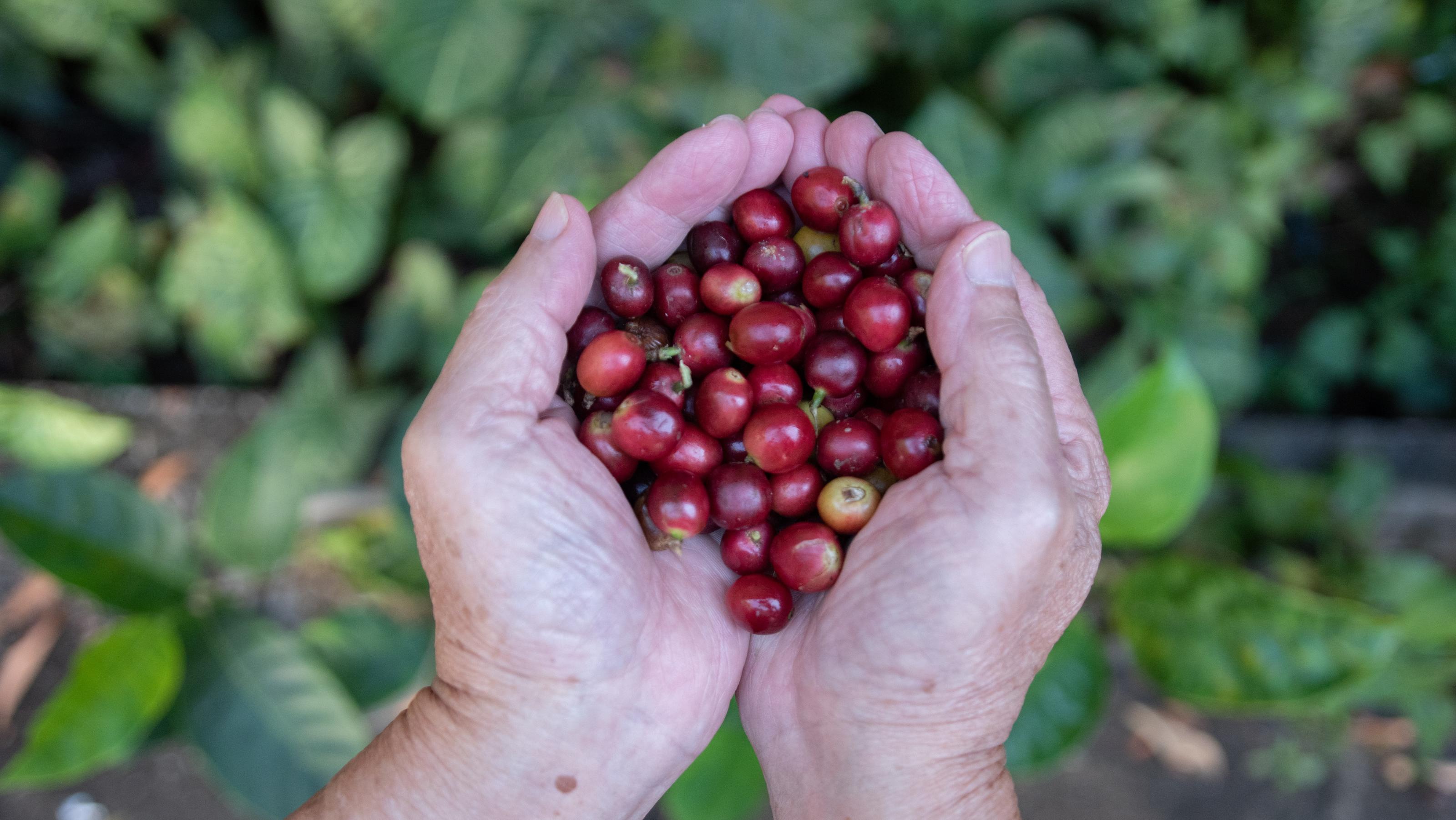 Der Klimawandel macht es schwieriger, eine gute Tasse Kaffee zu bekommen Klimawandel wirkt sich auf den Kaffeeanbau in Äthiopien aus.