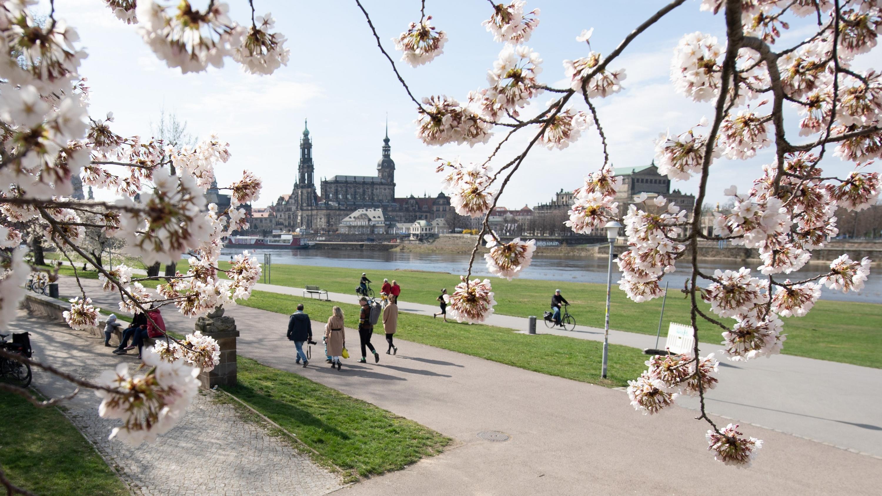 Wo steckt eigentlich der Frühling in diesem Frühling 2021? 11.04.2021, Sachsen, Dresden: Passanten gehen am Ufer der Elbe vor der Kulisse der Altstadt hinter einer blühenden Zierkirsche entlang. Foto: Sebastian Kahnert/dpa-Zentralbild/dpa +++ dpa-Bildfunk +++