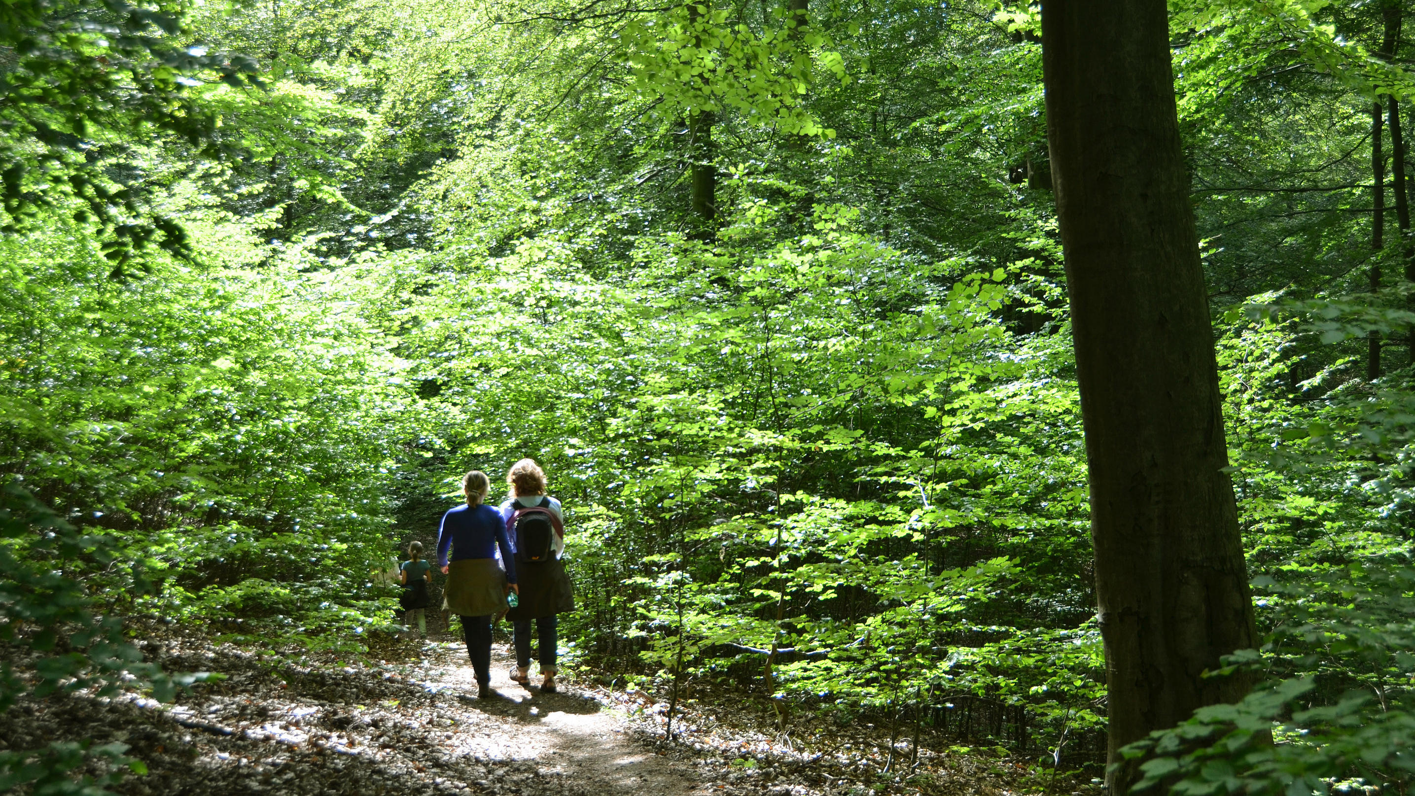 Überraschende Zahlen und Fakten zum deutschen Wald Frauen wandern durch den deutschen Wald.