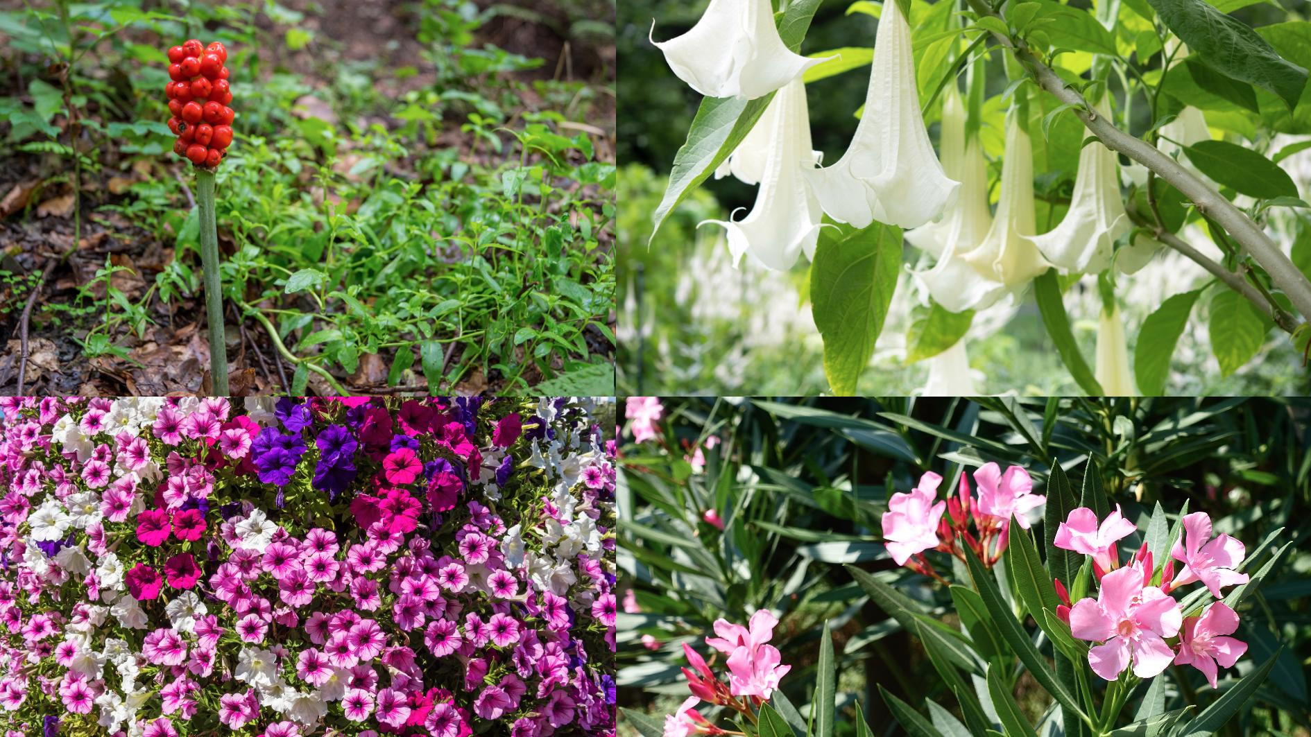Giftige Gefahr für Kinder und Tiere: Diese Pflanzen sollten Sie nicht im Garten haben Giftige Blumen im heimischen Garten
