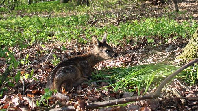 Hightech beim Tierschutz: Rehkitze retten mit Drohnen und viel Liebe Rehkitze verstecken sich im hohen Gras oder zwischen Ästen, um sich zu schützen.
