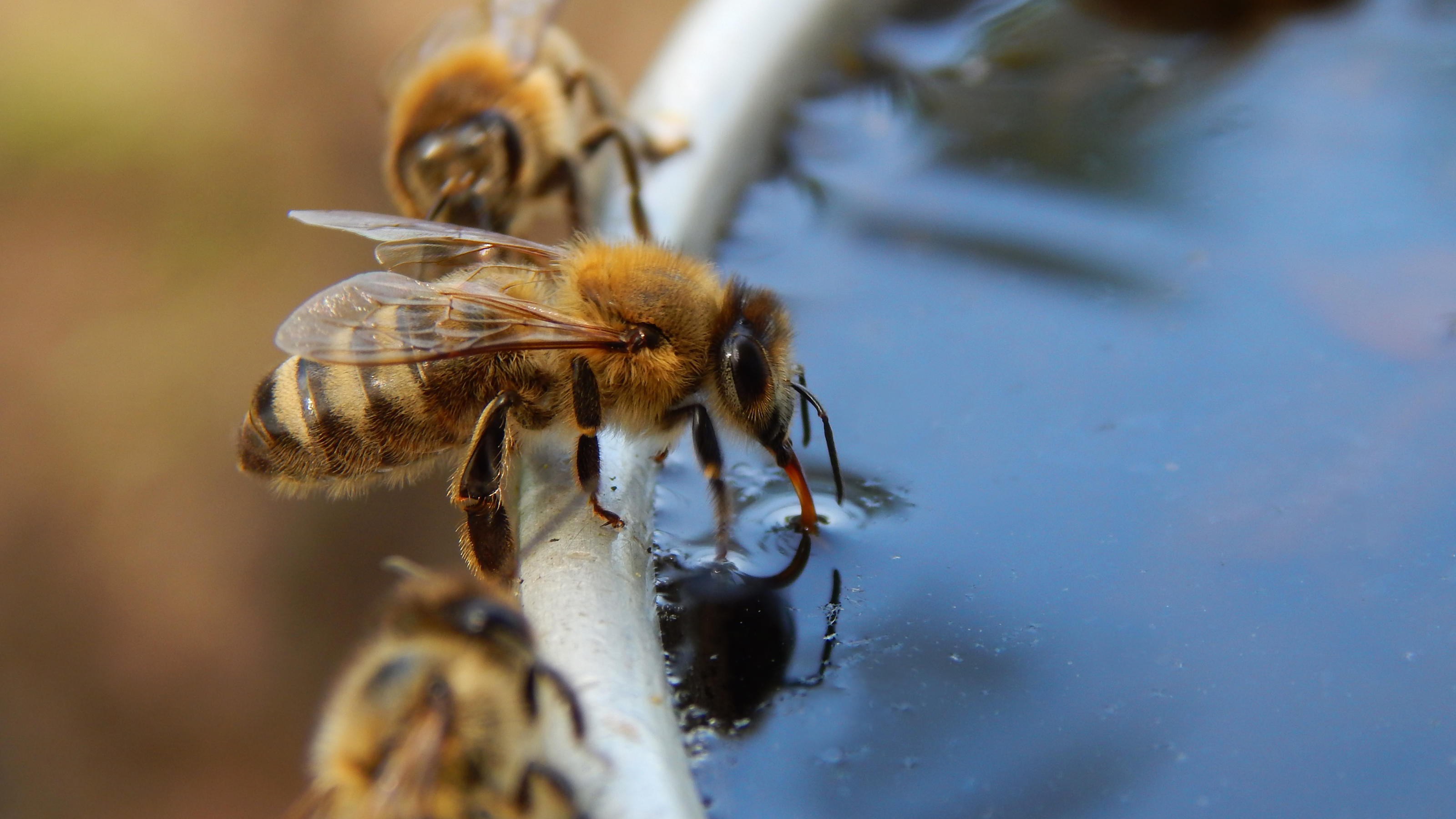 Top 5 - So retten Sie die Bienen! Biene trinkt