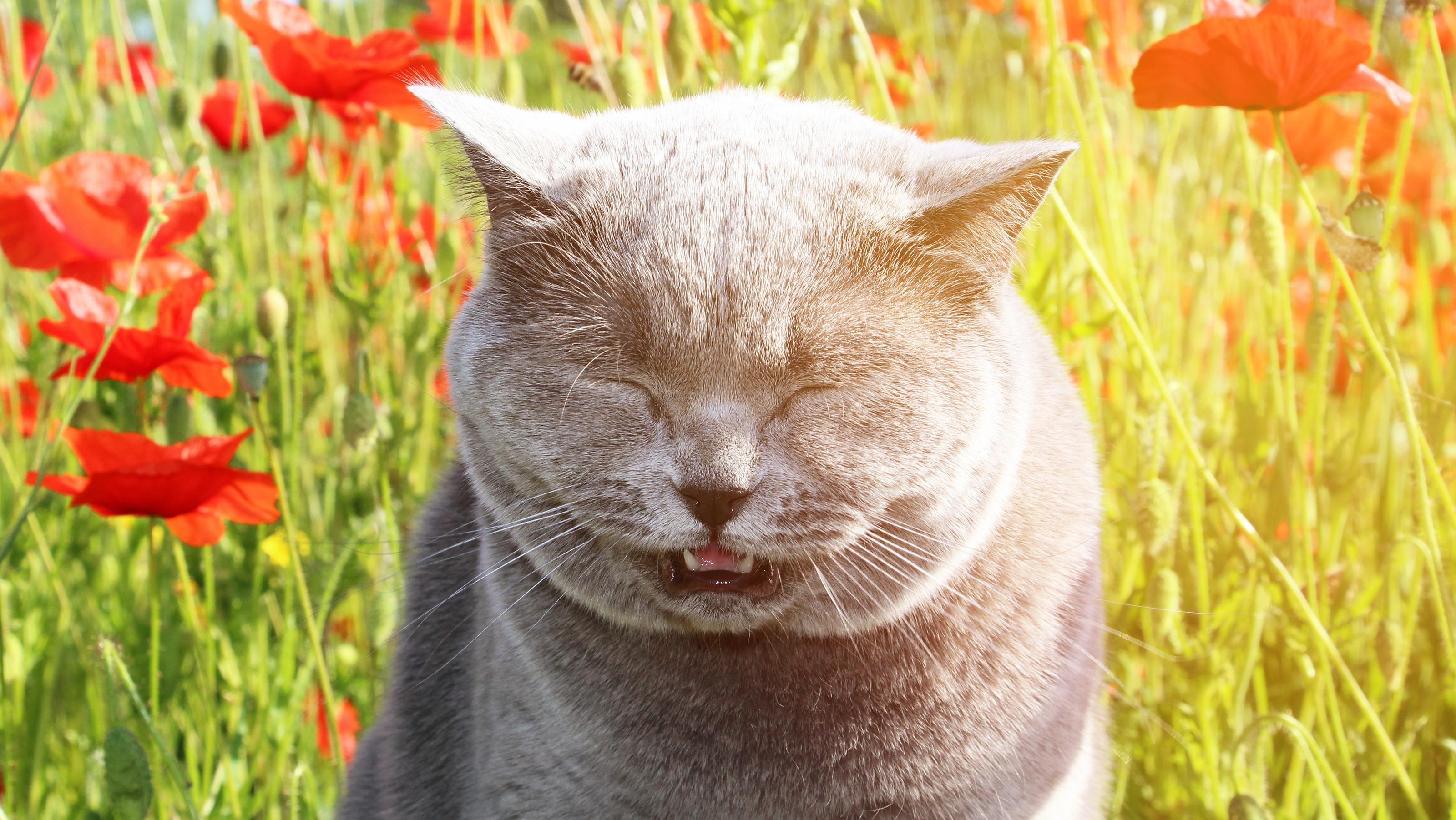 Können Katzen Heuschnupfen und Co. haben? Eine flauschige, graue Katze sitzt in einem Feld und schließt ihre Augen und niest.