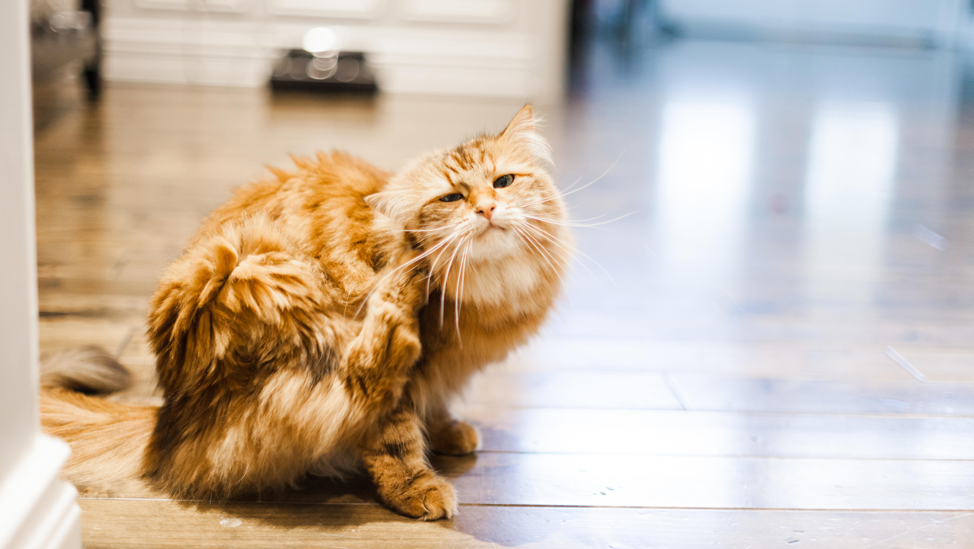 Können Katzen Heuschnupfen und Co. haben? Eine orangene, sibirische Katze sitzt auf dem Boden einer Wohnung bzw. eines Hauses und kratzt sich.
