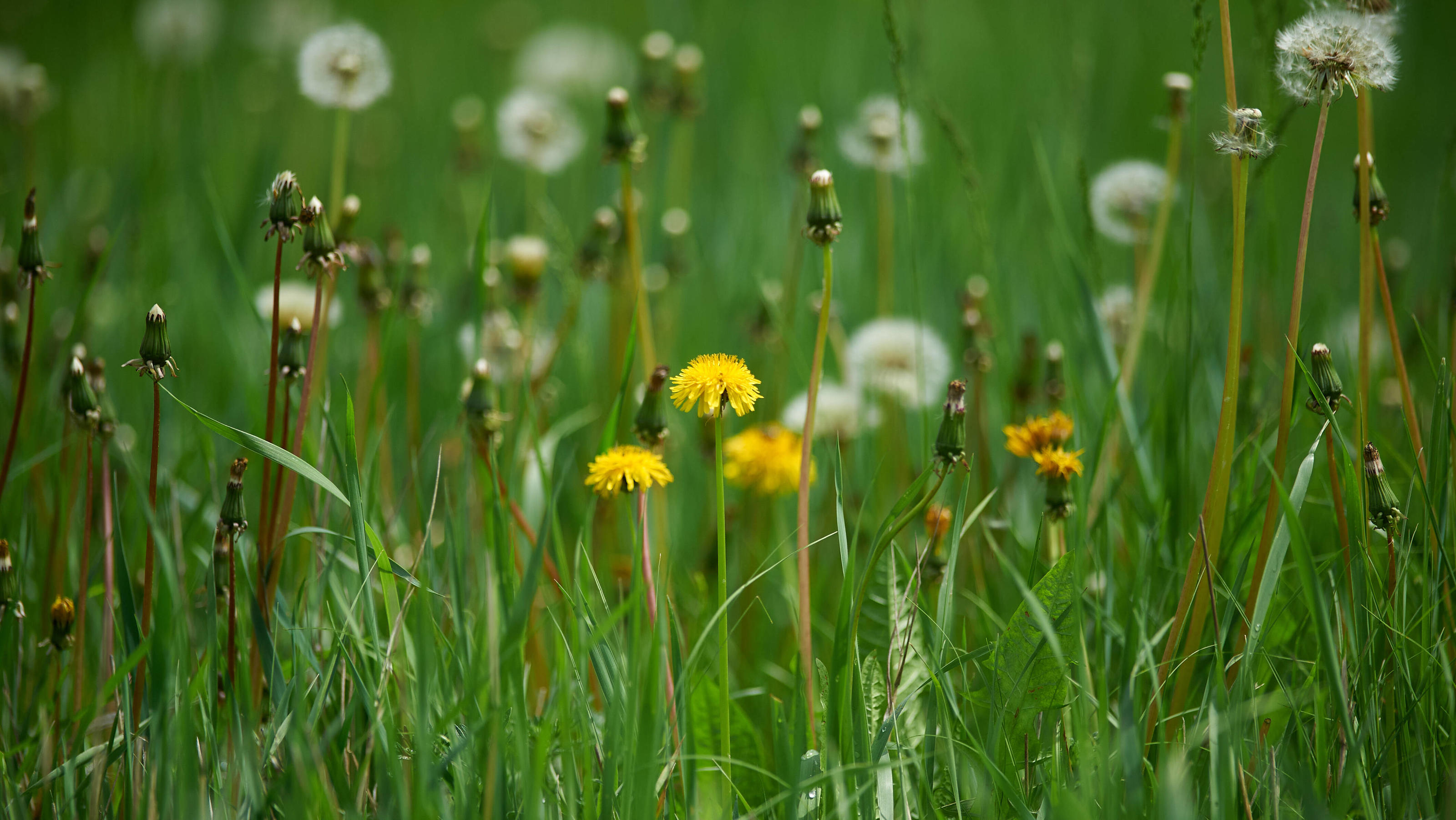 20-5-3-Regel verspricht weniger Stress im Alltag Eine frühlingshafte Wiese, auf der verschiedene Gräser und Blumen wachsen.