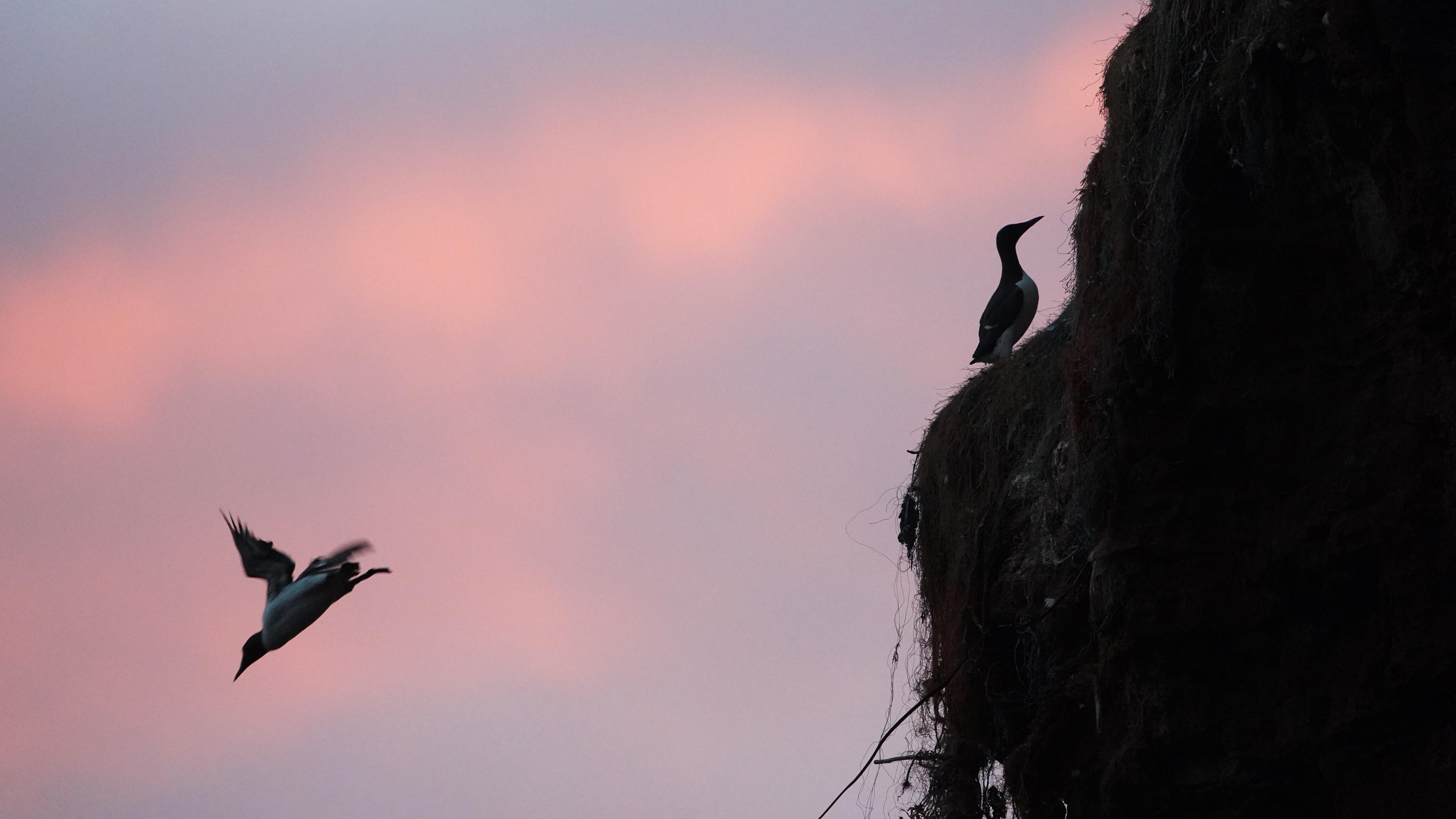 Trottellummen verlassen Nest: Die Klippenspringer von Helgoland 14.06.2021, Schleswig-Holstein, Helgoland: Trottellummen sitzen auf den Felsvorsprüngen am Lummenfelsen. Jedes Jahr Mitte Juni beginnt auf Helgoland ein unvergleichliches Spektakel: Trottellummenküken springen vom Lummenfelsen rund 40 Meter tief zu i