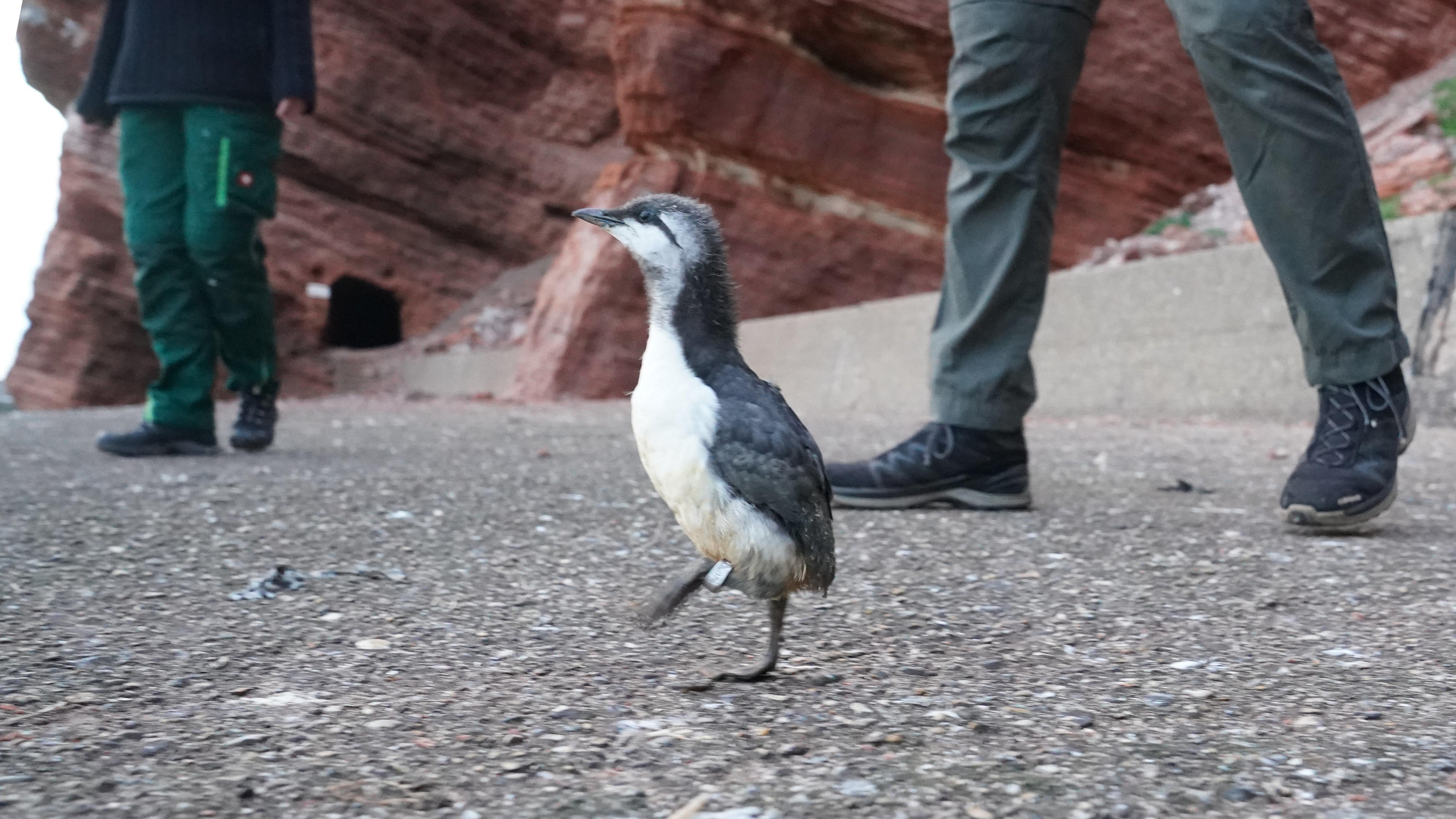 Trottellummen verlassen Nest: Die Klippenspringer von Helgoland 14.06.2021, Schleswig-Holstein, Helgoland: Ein Trottellummenküken ist nach seinem Sprung vom Lummenfelsen auf der Suche nach seinen Eltern. Jedes Jahr Mitte Juni beginnt auf Helgoland ein unvergleichliches Spektakel: Trottellummenküken springen vom L