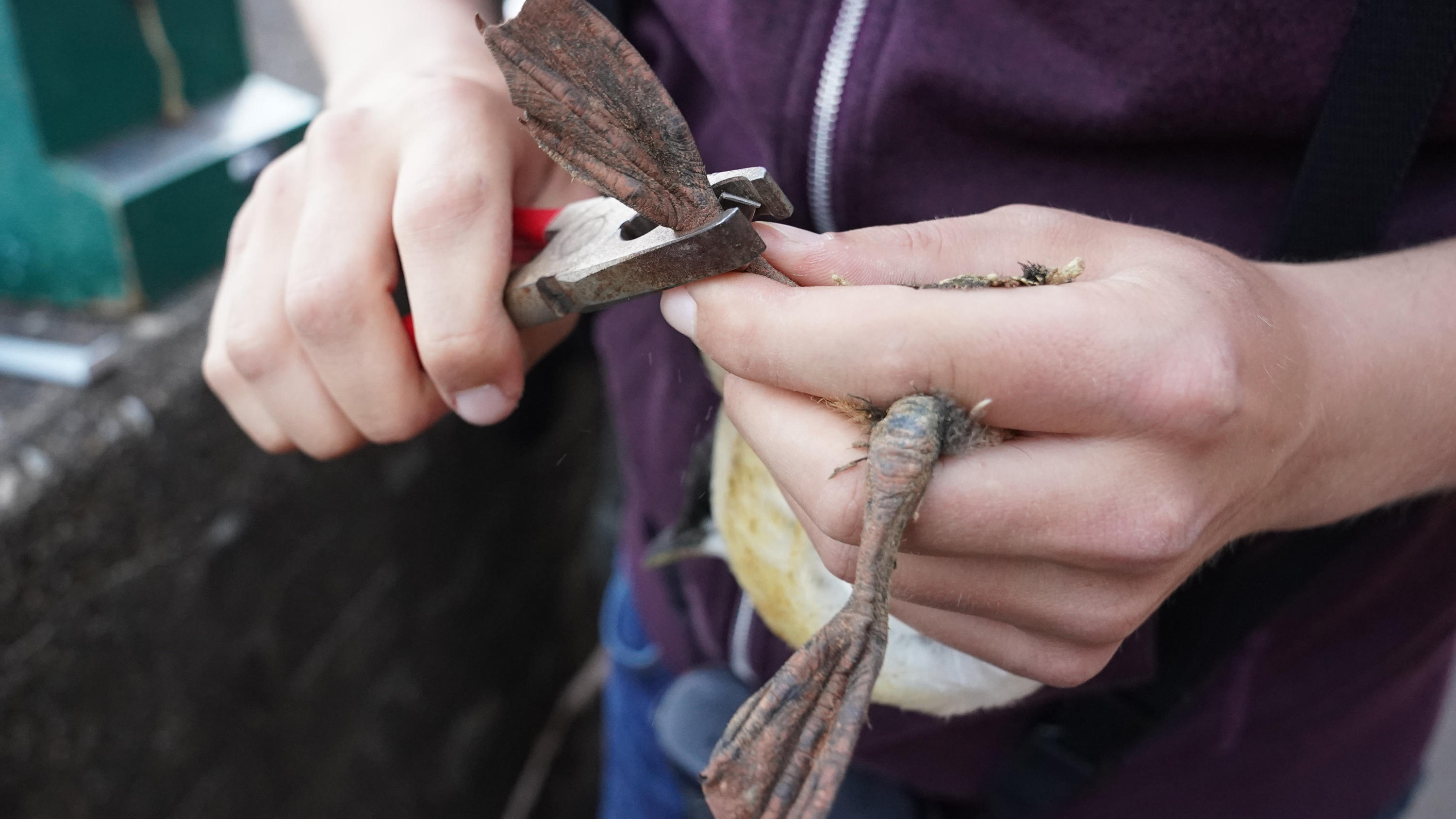 Trottellummen verlassen Nest: Die Klippenspringer von Helgoland 14.06.2021, Schleswig-Holstein, Helgoland: Ein freiwilliger Helfer des Vereins Jordsand auf Helgoland, beringt ein Trottellummenküken am Lummenfelsen. Jedes Jahr Mitte Juni beginnt auf Helgoland ein unvergleichliches Spektakel: Trottellummenküken spr