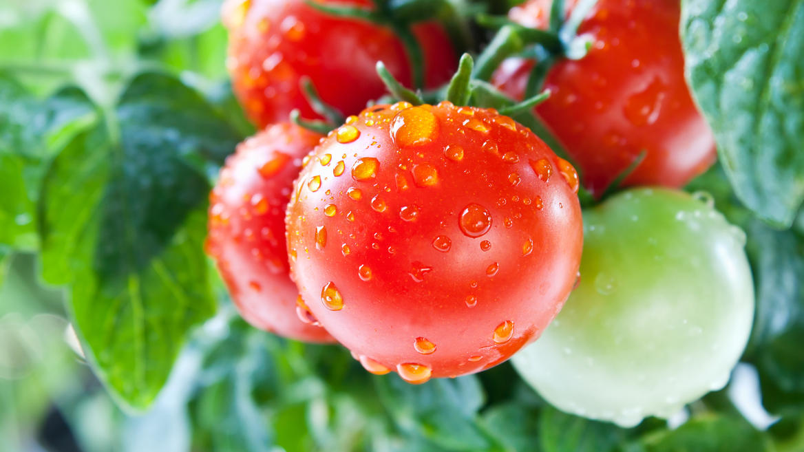 Tomatenhaus bauen oder kaufen: So schützen Sie jetzt die Ernte! Tomatenpflanzen mit Wassertropfen auf den Früchten