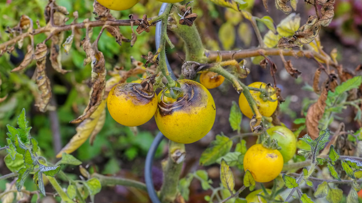 Tomatenhaus bauen oder kaufen: So schützen Sie jetzt die Ernte! Herangewehte Pilzsporen können Braunfäule bei Tomaten verursachen