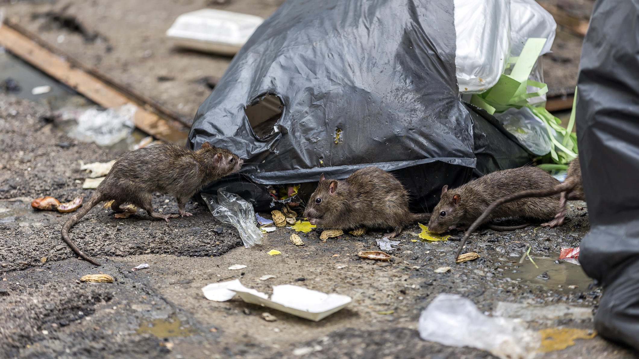 Ratten, Mücken & Co.: Droht uns nach der Wasser-Flut jetzt die Ungeziefer-Flut? Ratten an Müllsäcken.
