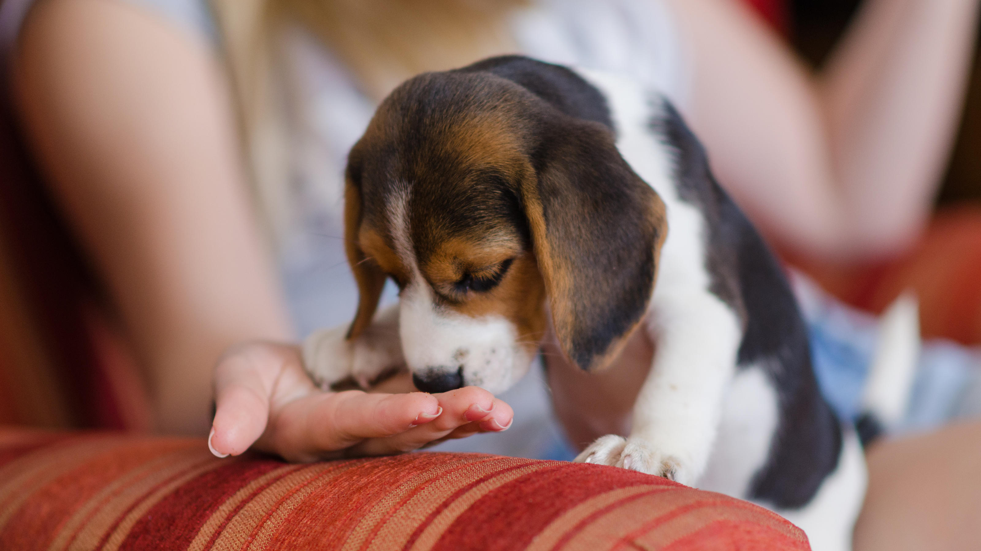 Epilepsie & Co: Wie Hunde Krankheiten erschnüffeln können Ein Beagle-Welpe schnüffelt an der Hand seines Frauchens.