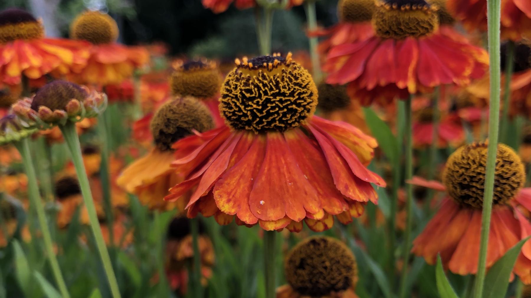 Ohne viel Arbeit zum Garten mit Wow-Effekt Garten des Jahres 2021