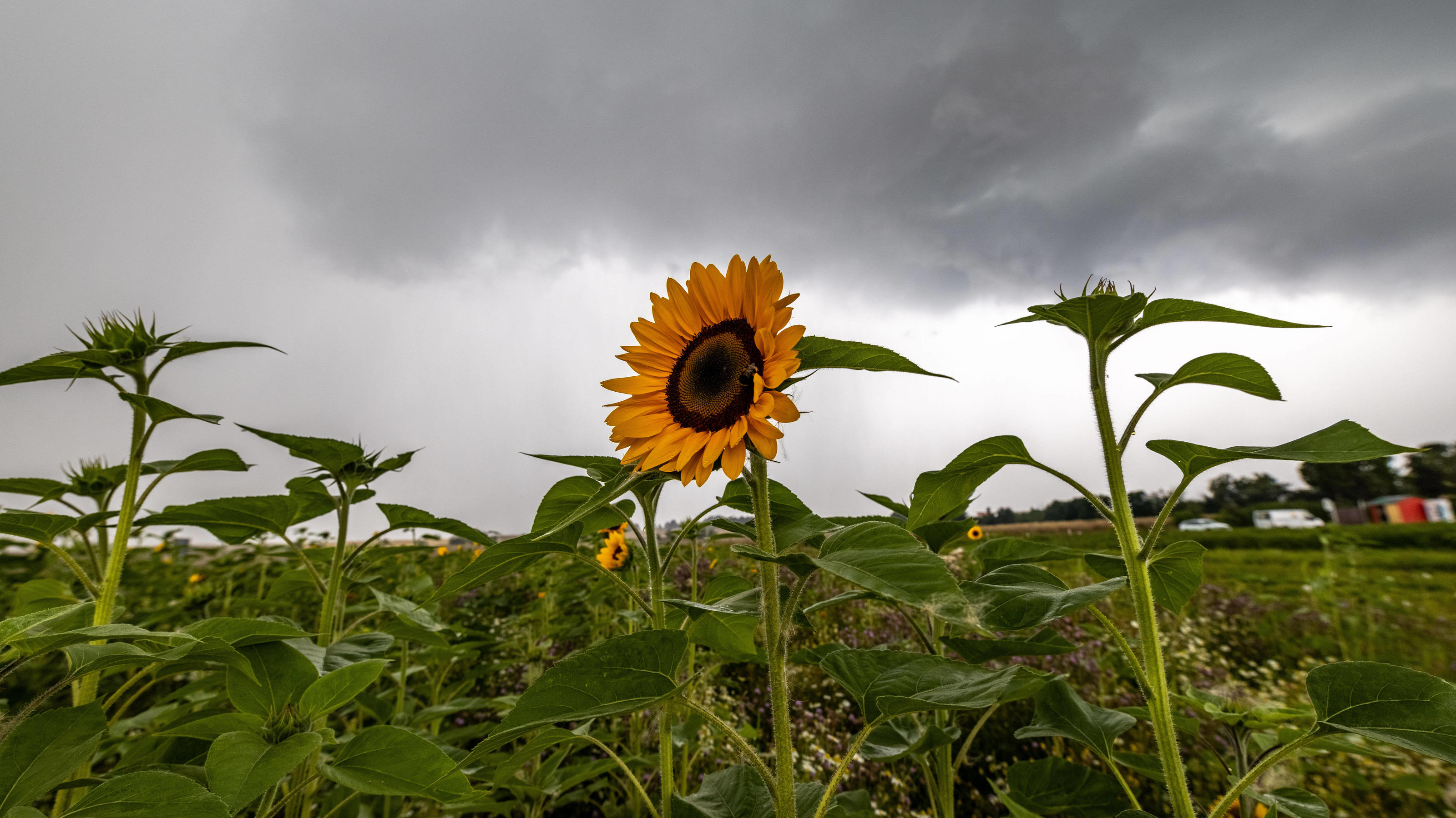 Wetter im Sommer 2021: Schwere Gewitter, Unwetter und die Hitzegewinner im Osten Wetterbilanz für den Sommer 2021