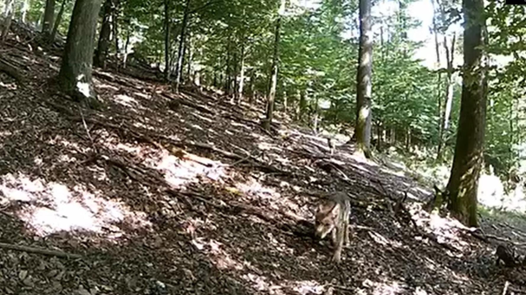 Im Rheingau-Taunus-Kreis toben jetzt Wolfswelpen durch den Wald Hessen: Erstmals wieder Wolfwelpen gesichtet