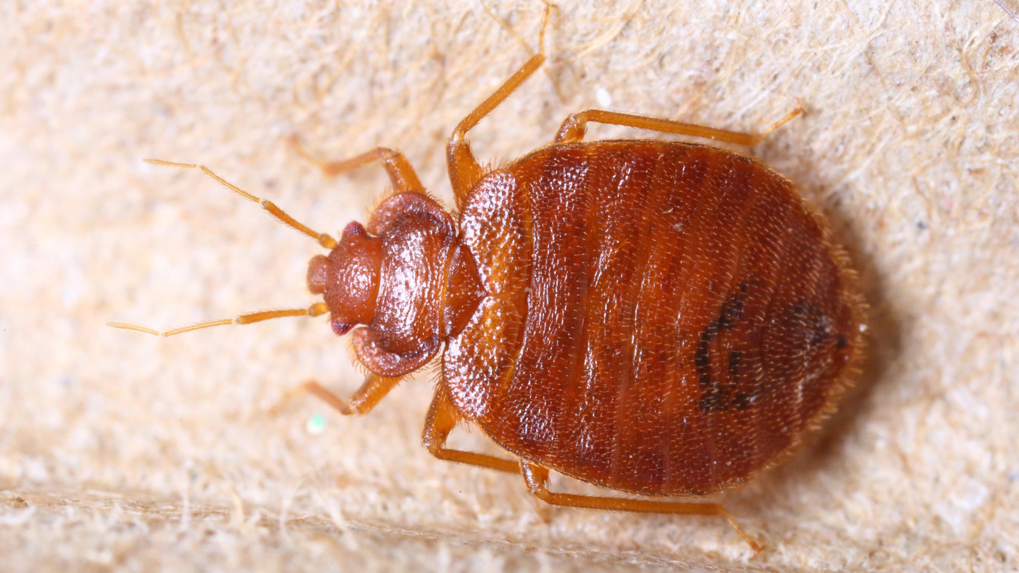 Bettwanzen erkennen und loswerden – wie geht’s? Bettwanze (Cimex Lectularius)