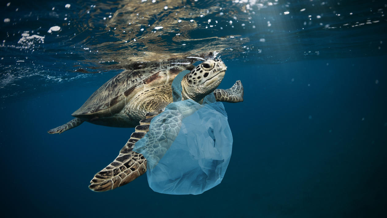 Delfine, Wale, Schildkröten & Co - darum sind Meerestiere in Gefahr Plastiktüten sind eine Gefahr für Meeresschilkröten