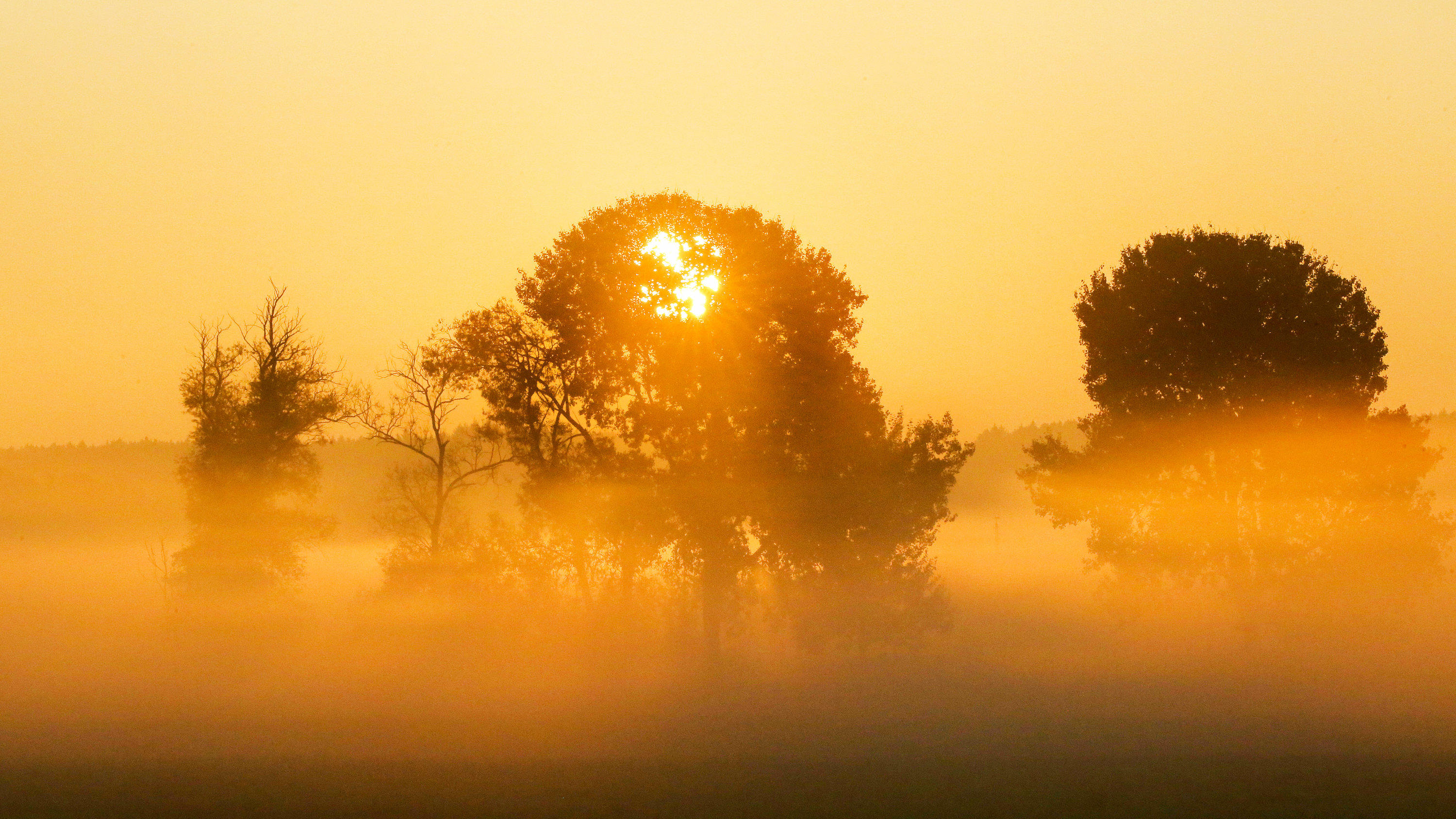 Herbst-Hoch in Sicht: Was unterscheidet Spätsommer und Altweibersommer? Sonnenaufgang im Frühnebel.