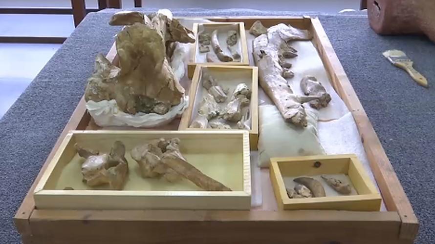 Forscher finden Urzeit-Wal mit vier Beinen Forscher aus Ägypten entdecken ein Wal-Fossil mit vier Beinen.