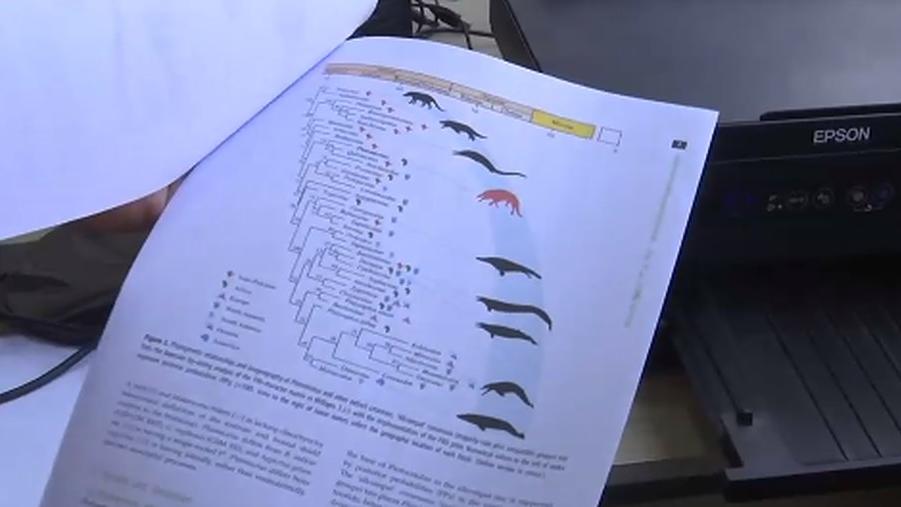 Forscher finden Urzeit-Wal mit vier Beinen Ägyptische Forscher präsentieren die Ergebnisse des Fossils.